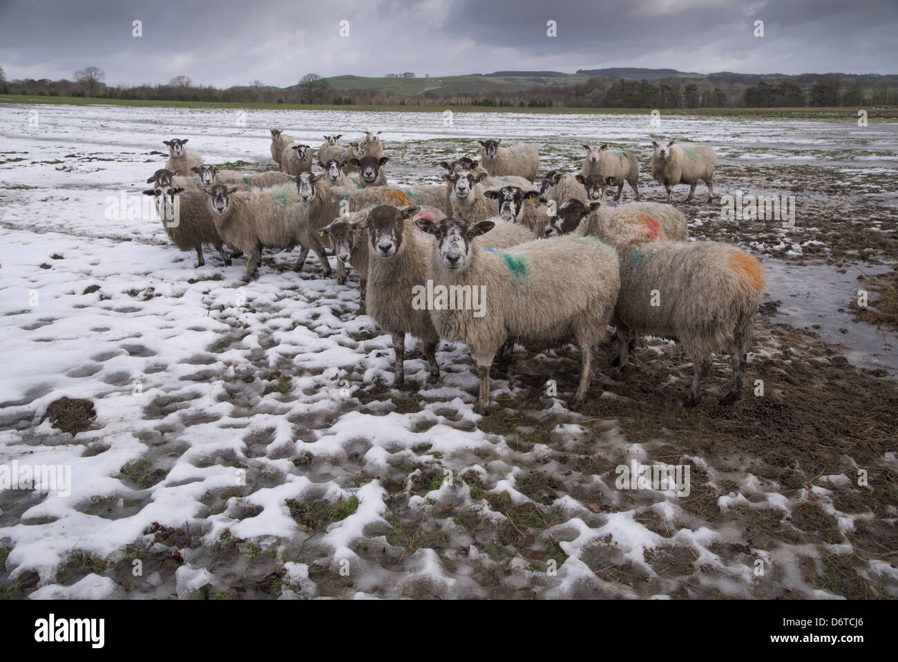 Gli animali domestici delle specie ovina, mulo pecore, gregge permanente sulla neve che si scioglie in pascolo, Whitewell, Lancashire, Inghilterra, Gennaio Foto Stock