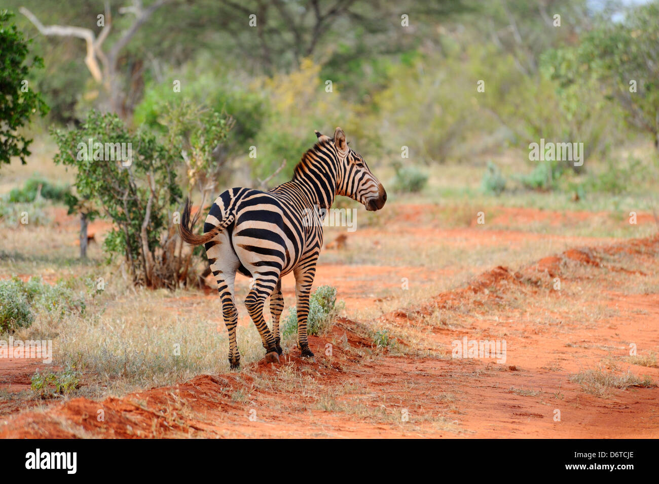 Zebra nel parco nazionale orientale di Tsavo, Kenya, Africa orientale Foto Stock