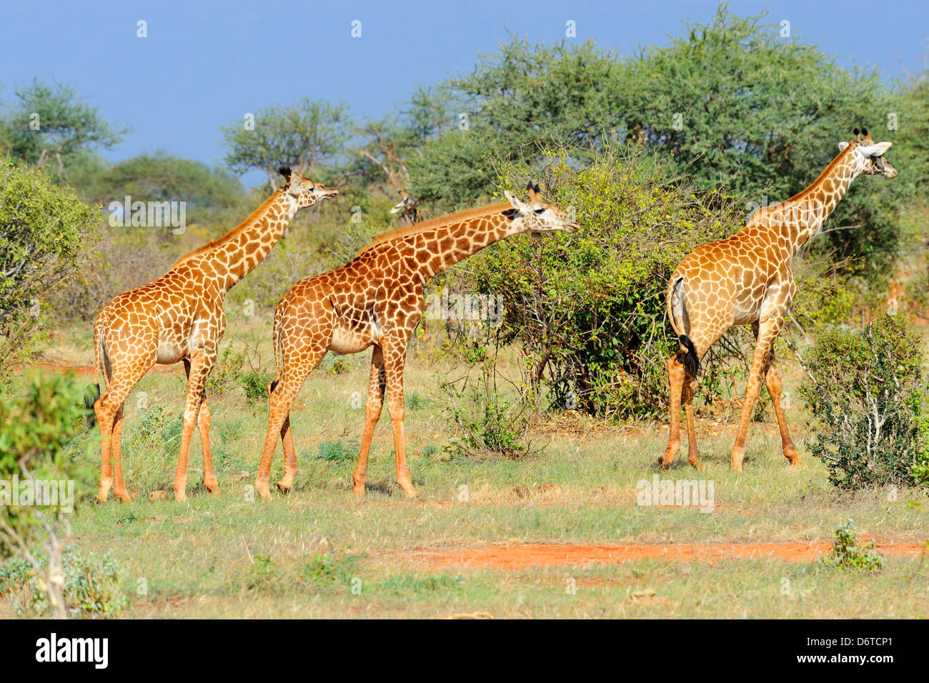 Le giraffe nel parco nazionale orientale di Tsavo, Kenya, Africa orientale Foto Stock