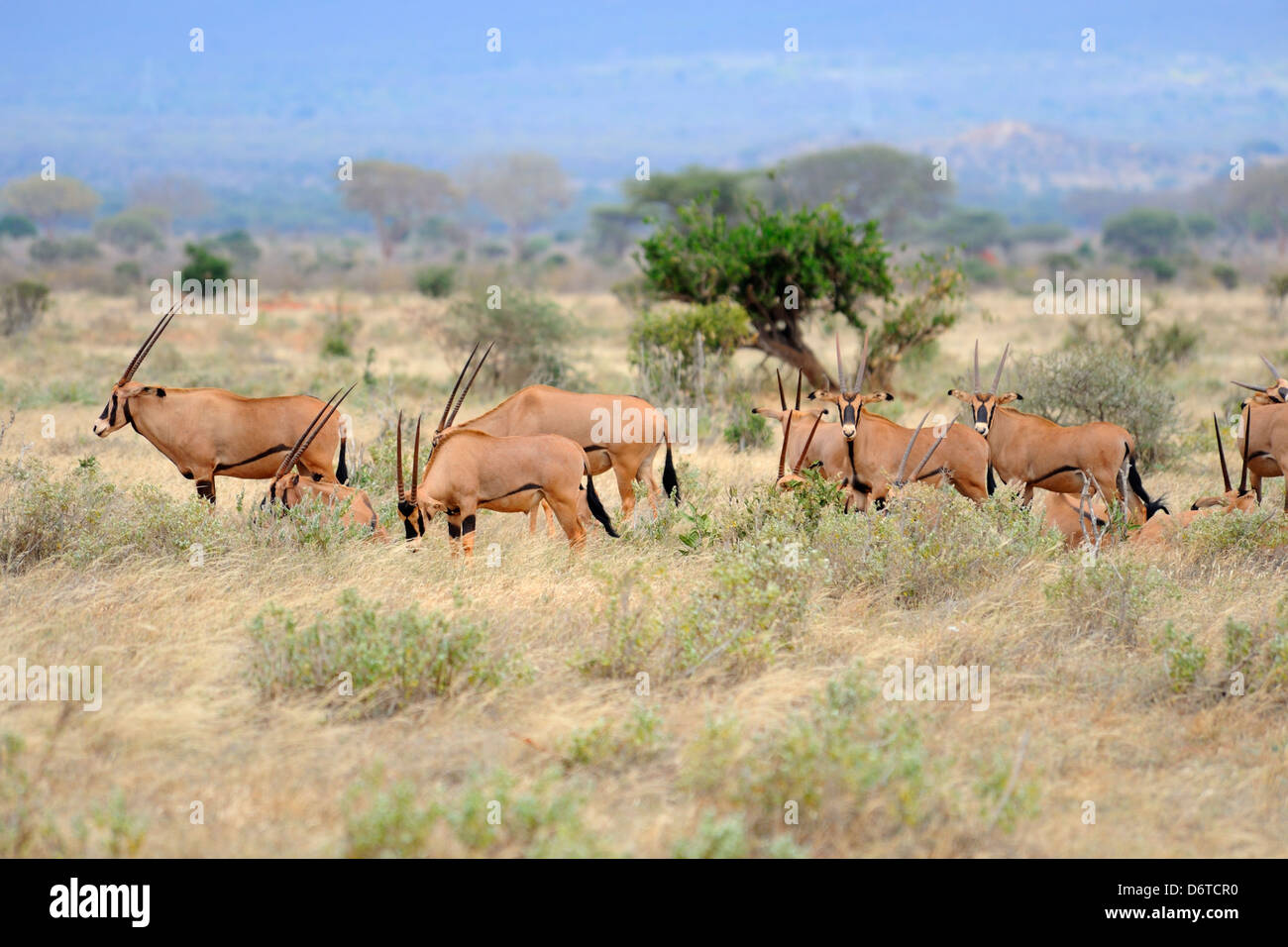 Allevamento di oryx nel parco nazionale orientale di Tsavo, Kenya, Africa orientale Foto Stock