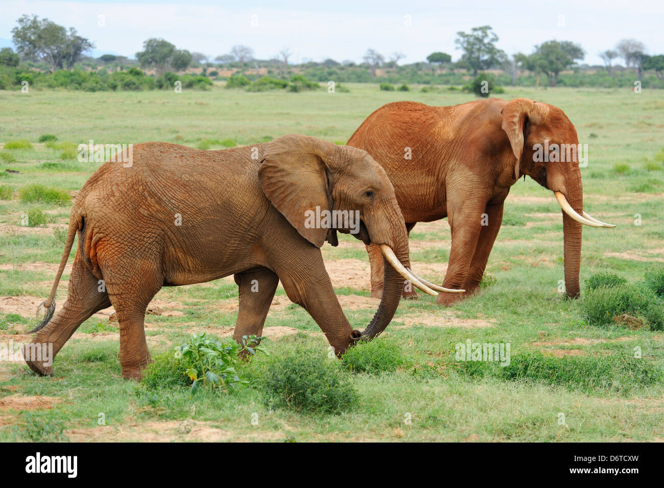 Gli elefanti nel parco nazionale orientale di Tsavo, Kenya, Africa orientale Foto Stock