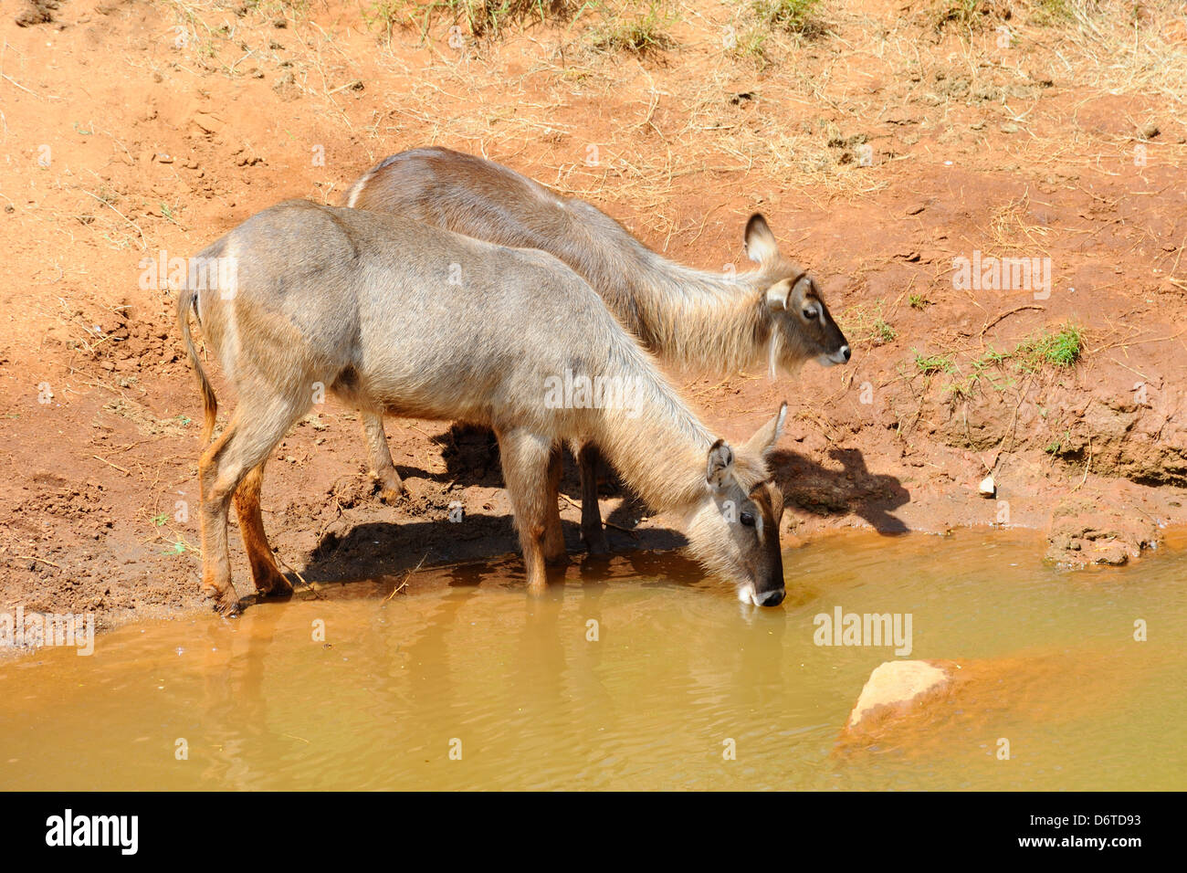 Waterbucks bere nel parco nazionale orientale di Tsavo, Kenya, Africa orientale Foto Stock