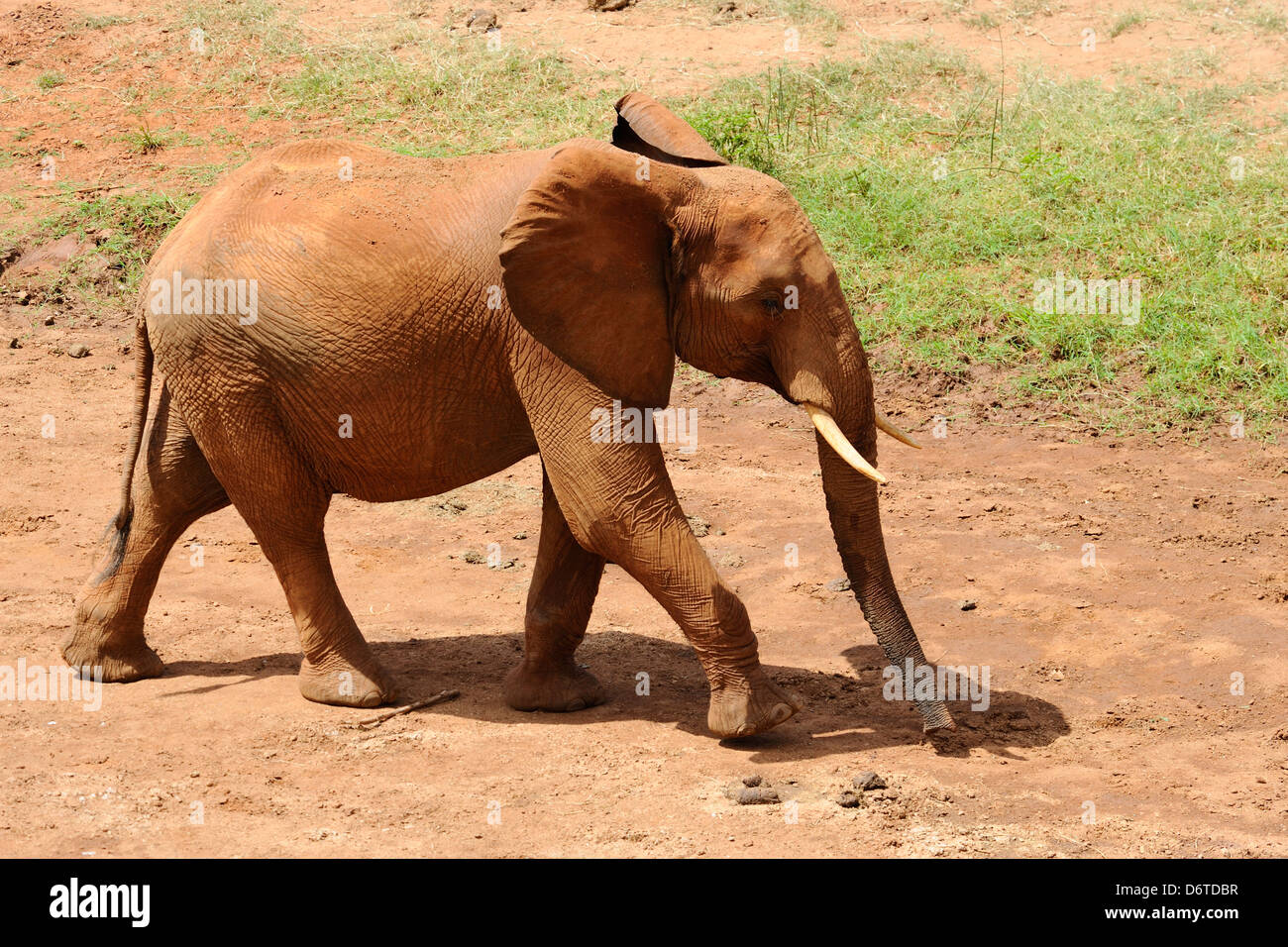 Lone elefante nel parco nazionale orientale di Tsavo, Kenya, Africa orientale Foto Stock
