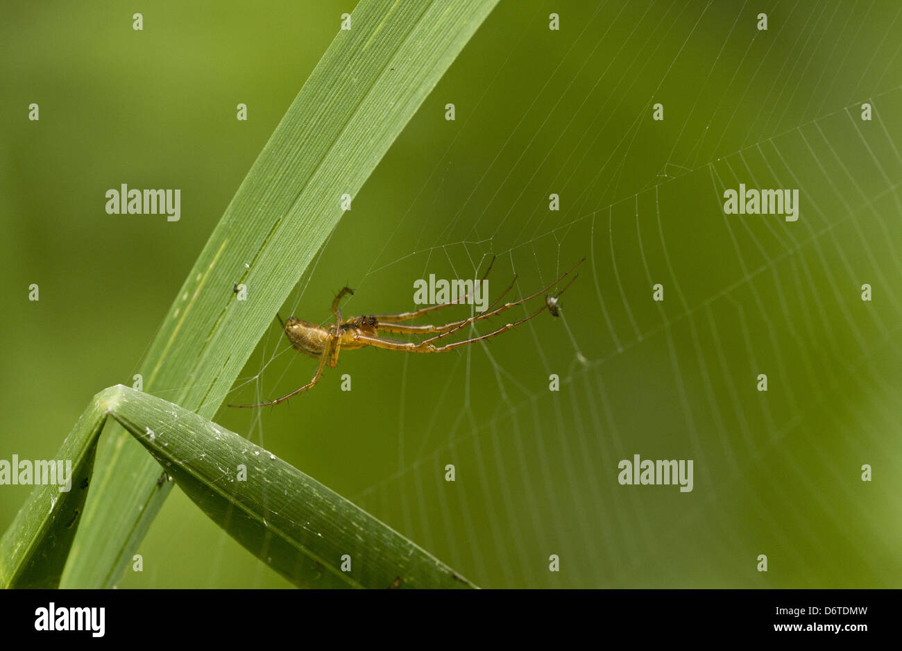 Amaca comune-weaver (Linyphia triangularis) adulto, in appoggio sul web, Inghilterra, Settembre Foto Stock
