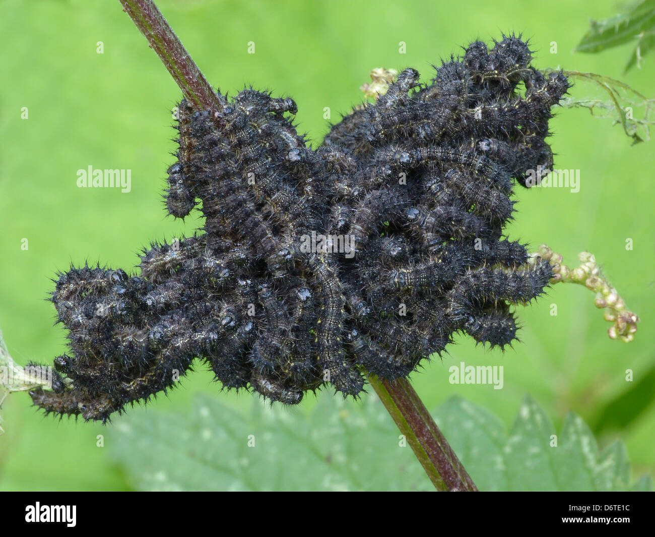 Piccola tartaruga (Aglais urticae) larve, alimentazione di massa su ortica (Urtica dioica) foglie, Nord Italia, Luglio Foto Stock