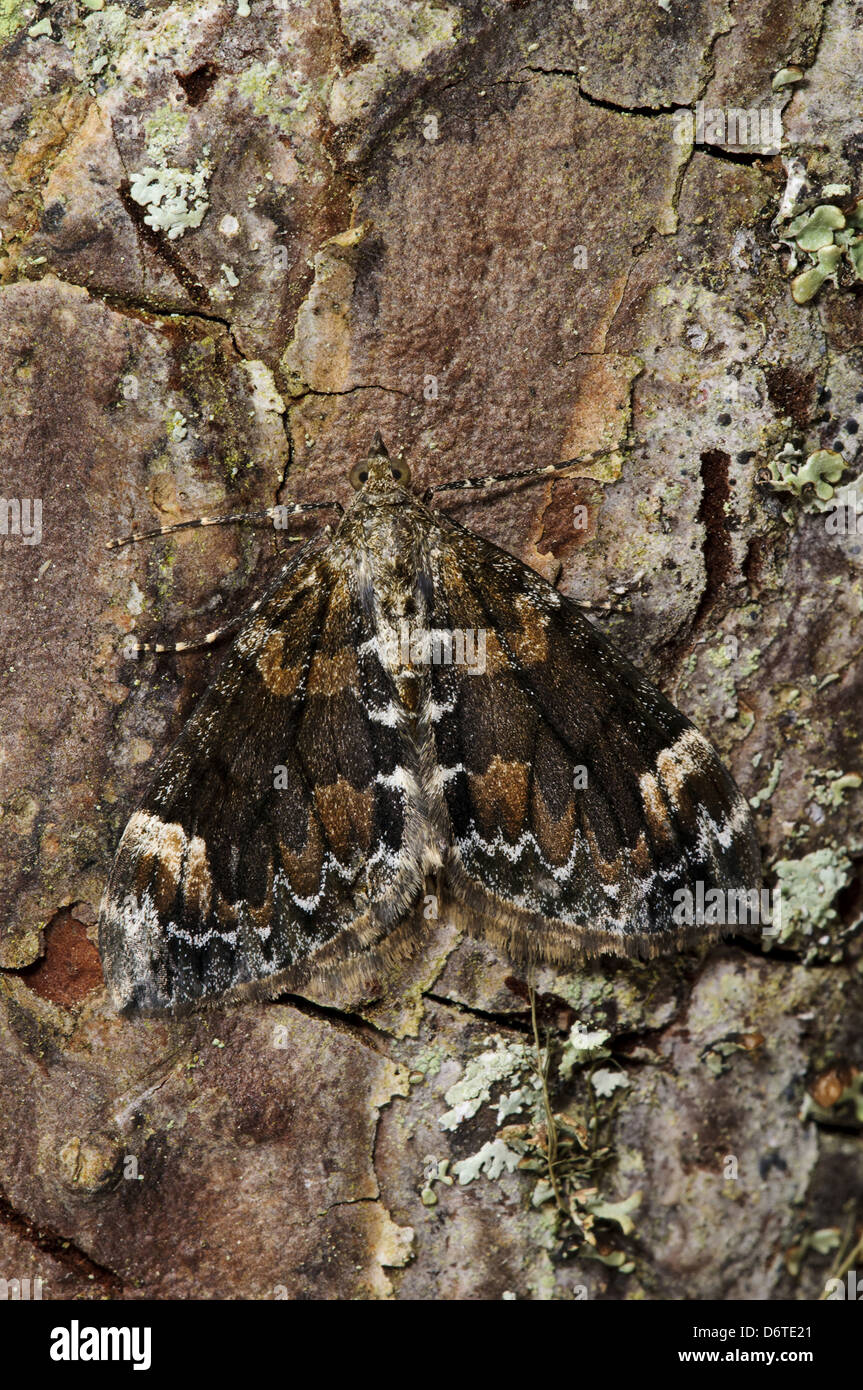 In marmo scuro tappeto Chloroclysta falena adulta citrata mimetizzata sulla corteccia di pino Loch Garten RSPB Riserva Abernethy Forest Foto Stock