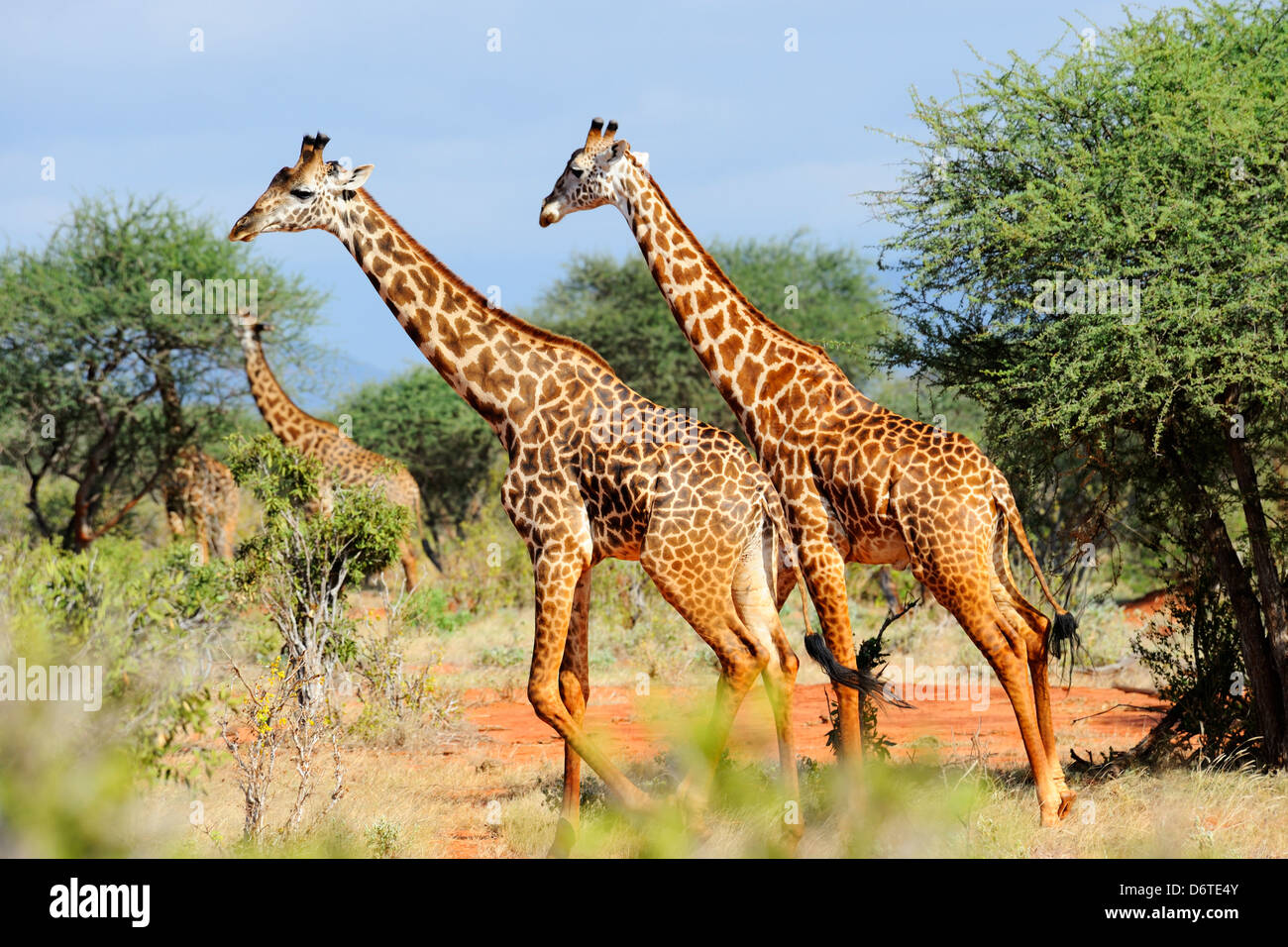 Le giraffe a piedi parco nazionale orientale di Tsavo, Kenya, Africa orientale Foto Stock