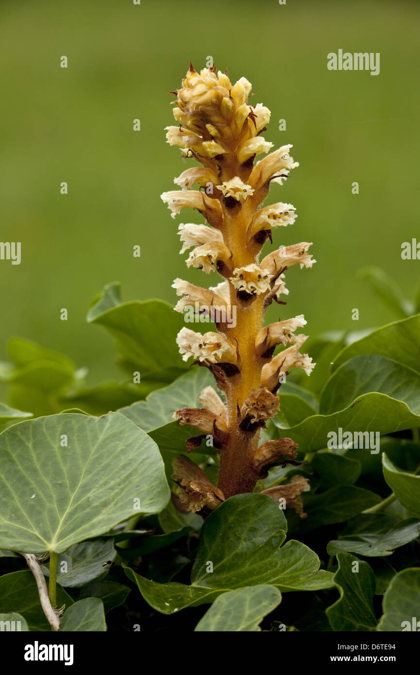 Ivy Succhiamele prataiolo (Orobanche hederae) fioritura, parassiti su Ivy, Picos de Europa, Cantabrici, Spagna, Giugno Foto Stock