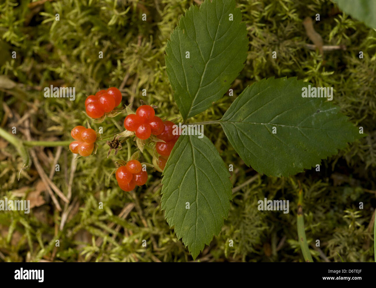 Stone Bramble (Rubus saxatilis) close-up di foglie e frutti, Baviera, Germania, Luglio Foto Stock
