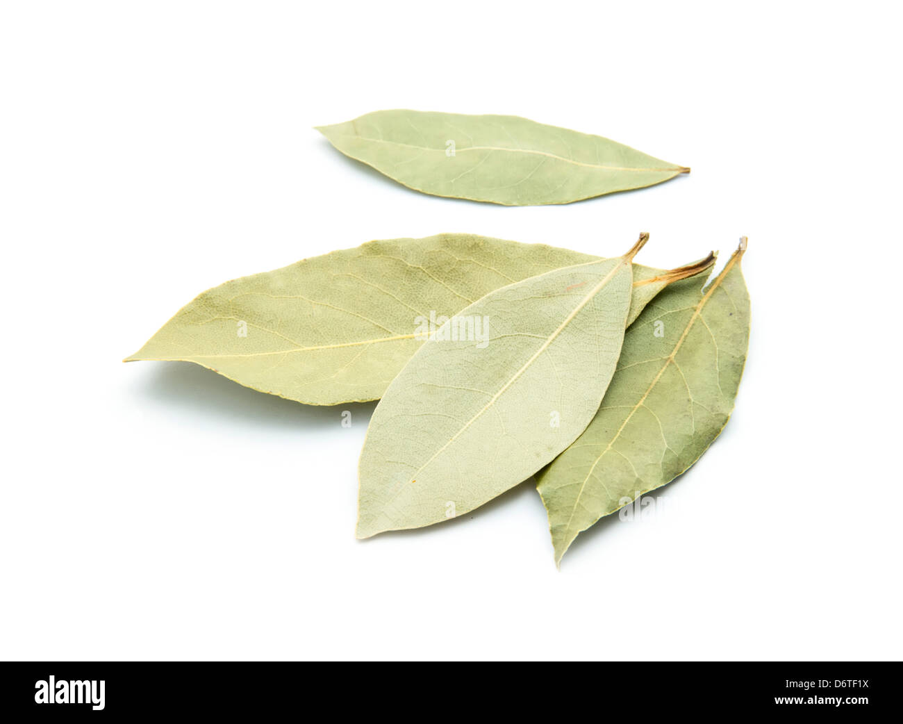 Essiccata foglie di alloro isolati su sfondo bianco Foto Stock