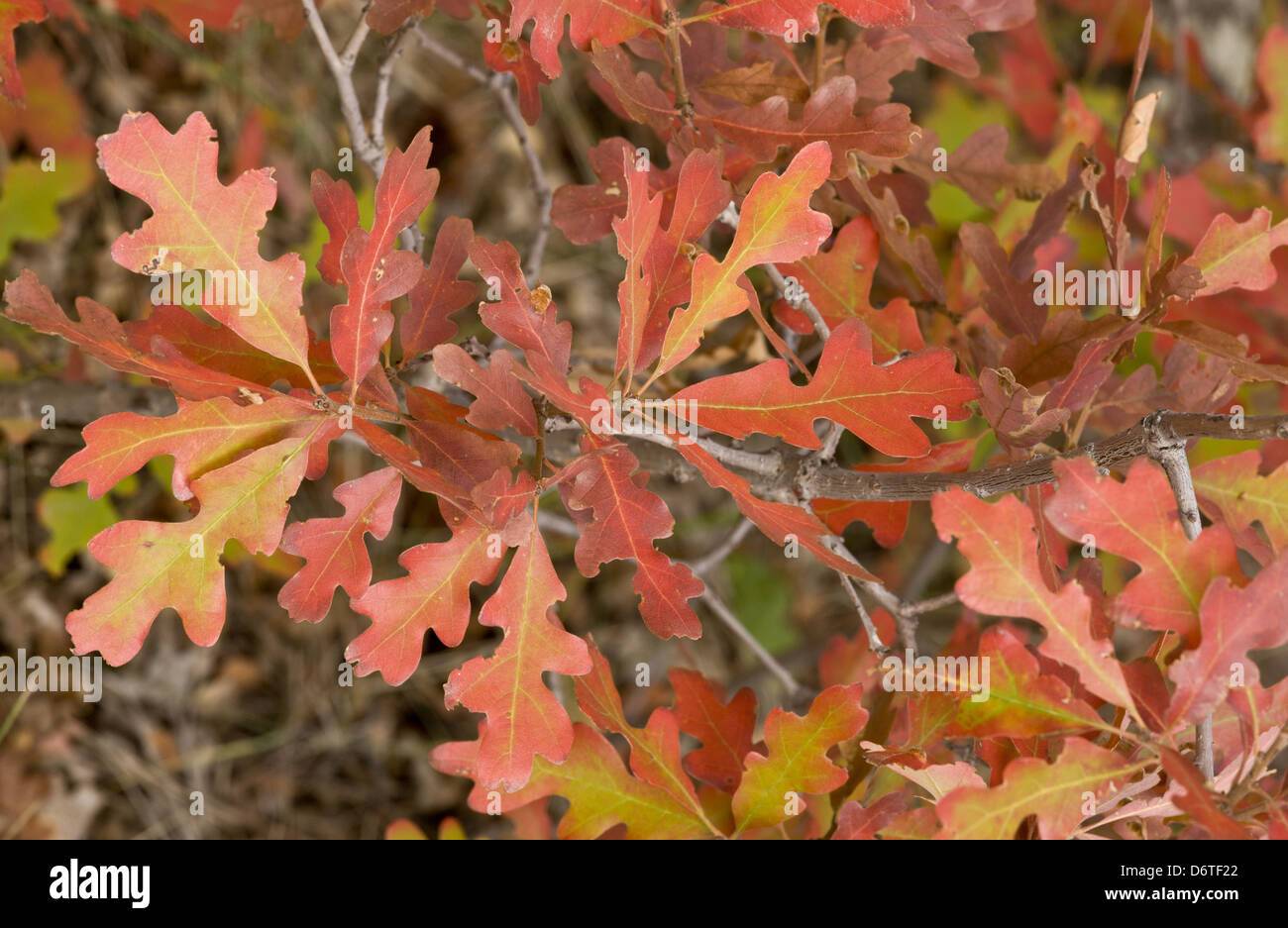 Gambel quercia (Quercus gambelii) close-up di foglie in autunno a colori, Utah, U.S.A., Settembre Foto Stock