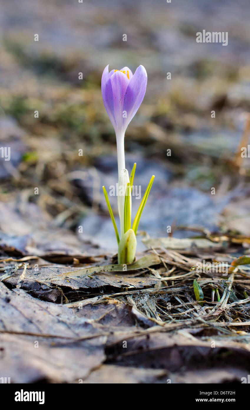 La molla è venuto il primo crocus fiori circondata da foglie essiccate Foto Stock