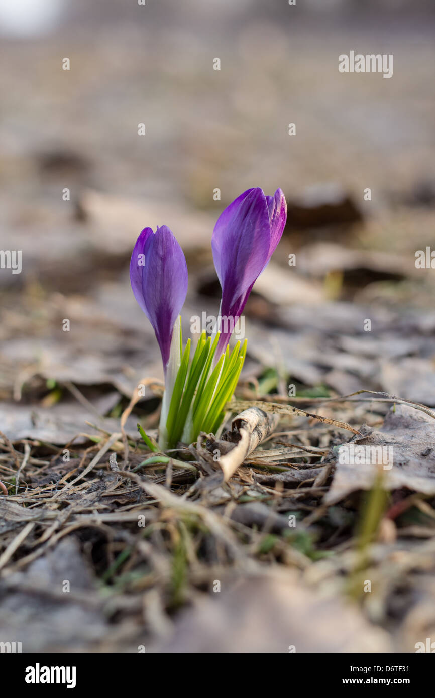 La molla è venuto il primo crocus fiori circondata da foglie essiccate Foto Stock