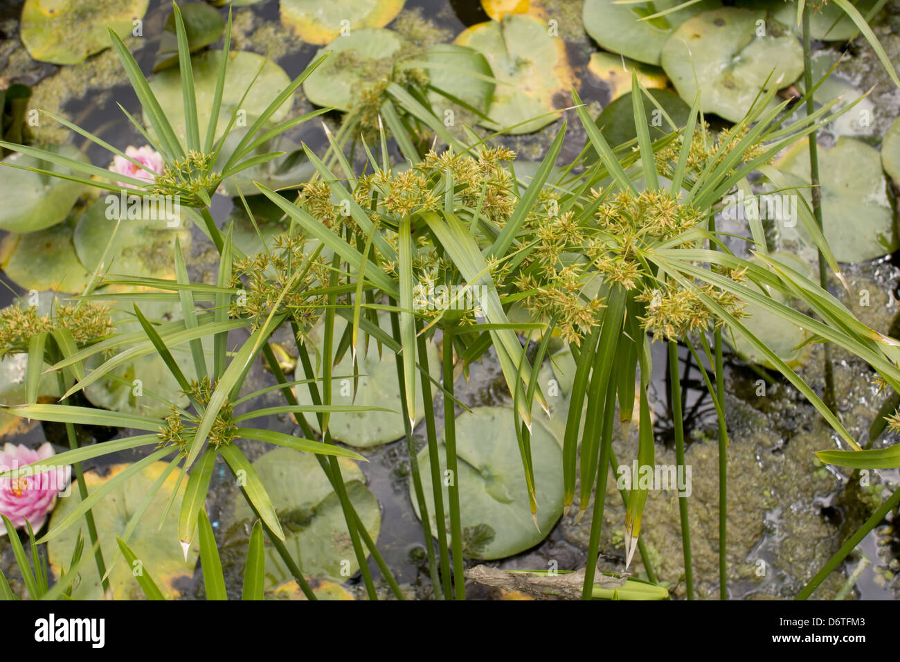 Comune di galanga (Cyperus longus) fioritura, crescendo nel laghetto in giardino, Dorset, Inghilterra, Luglio Foto Stock