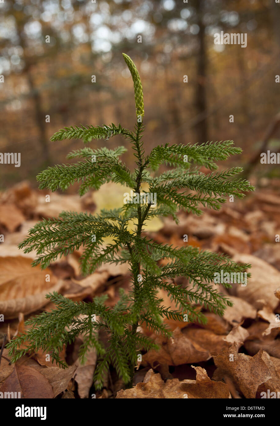 Massa blu-cedro (Lycopodium tristachyum) cresce nei boschi, Montagne Adirondack, nello Stato di New York, U.S.A., Ottobre Foto Stock