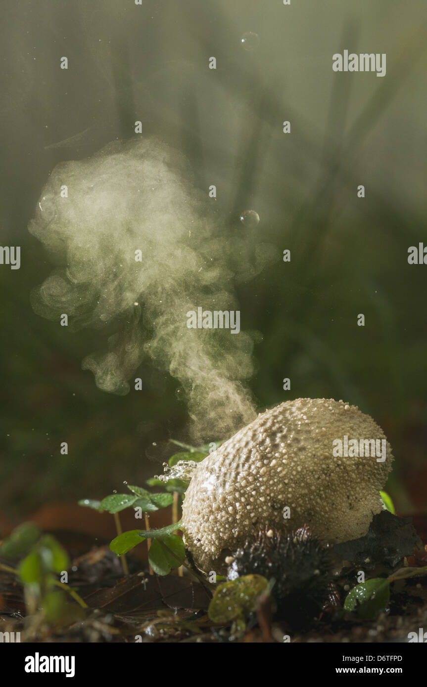 Puffball comune Lycoperdon perlatum corpo fruttifero di rilasciare le spore durante la doccia a pioggia crescente tra figliata di foglia nel bosco Foto Stock