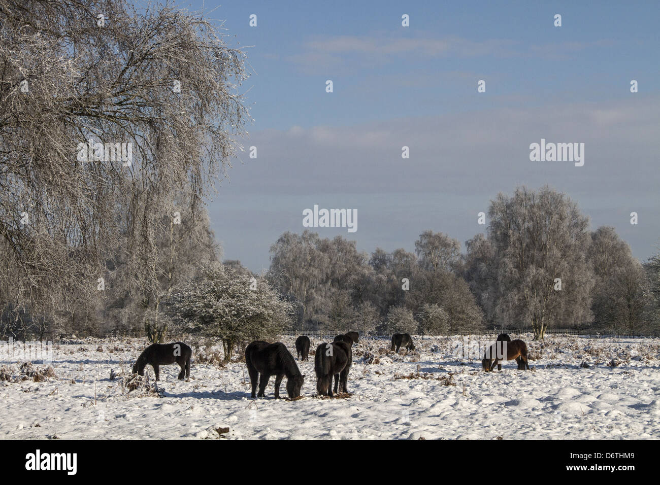Exmoor pony sono state introdotte per Knettishall Heath per aiutare a mantenere il più aperto Breck Heath paesaggio. Foto Stock
