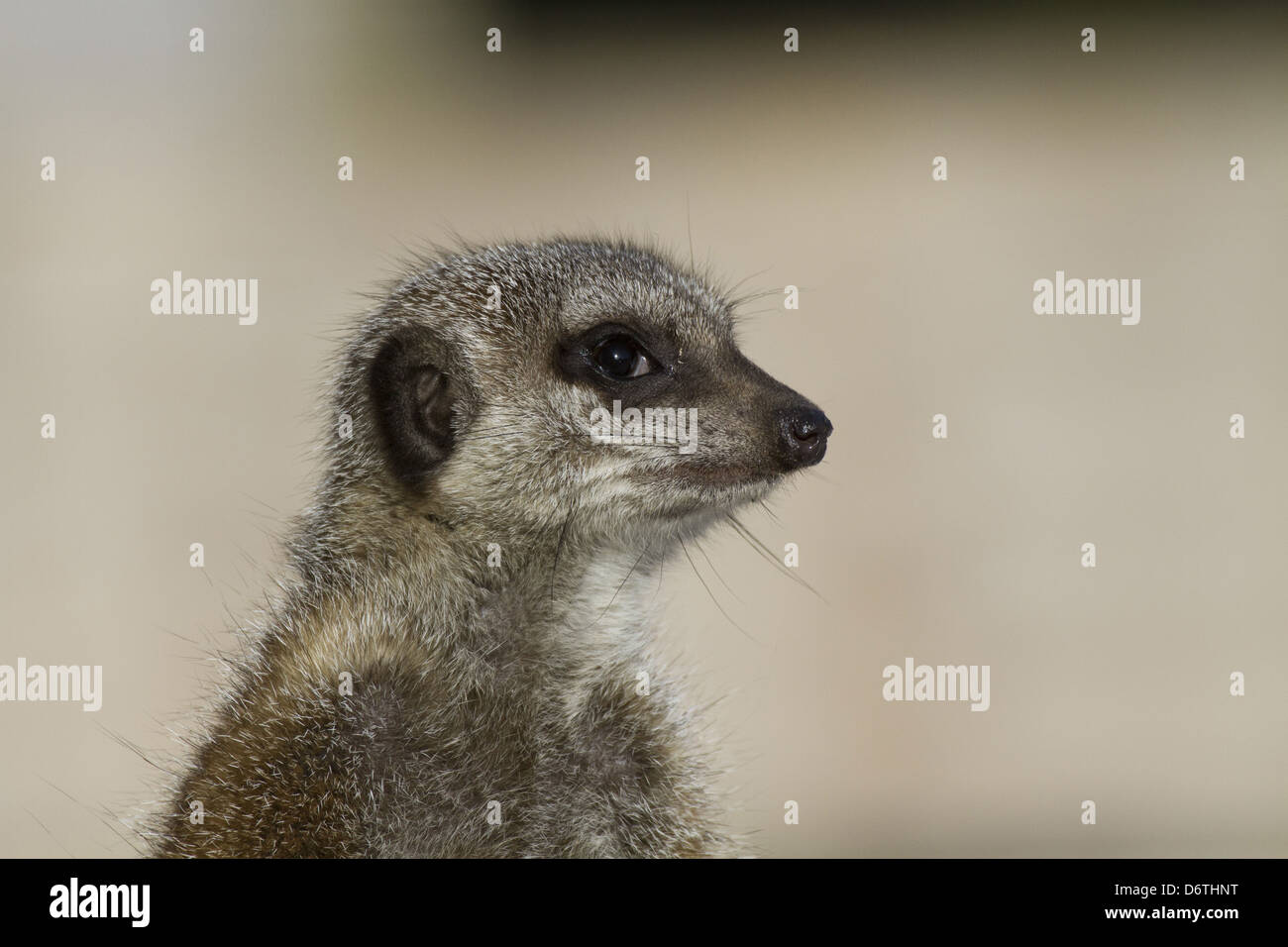 Close up di meerkat cercando alert Foto Stock