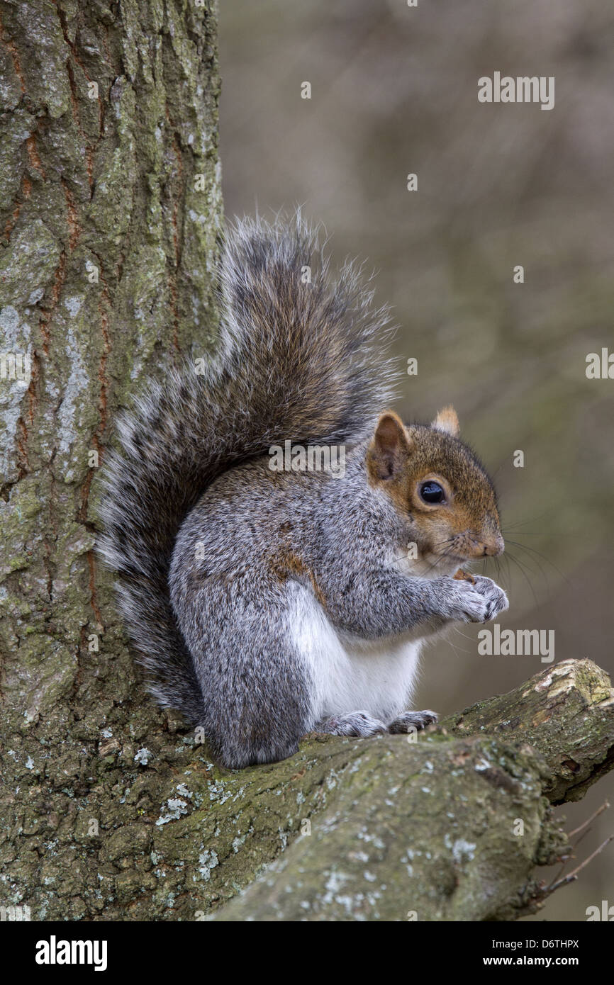 Scoiattolo grigio con il dado su albero di quercia Foto Stock