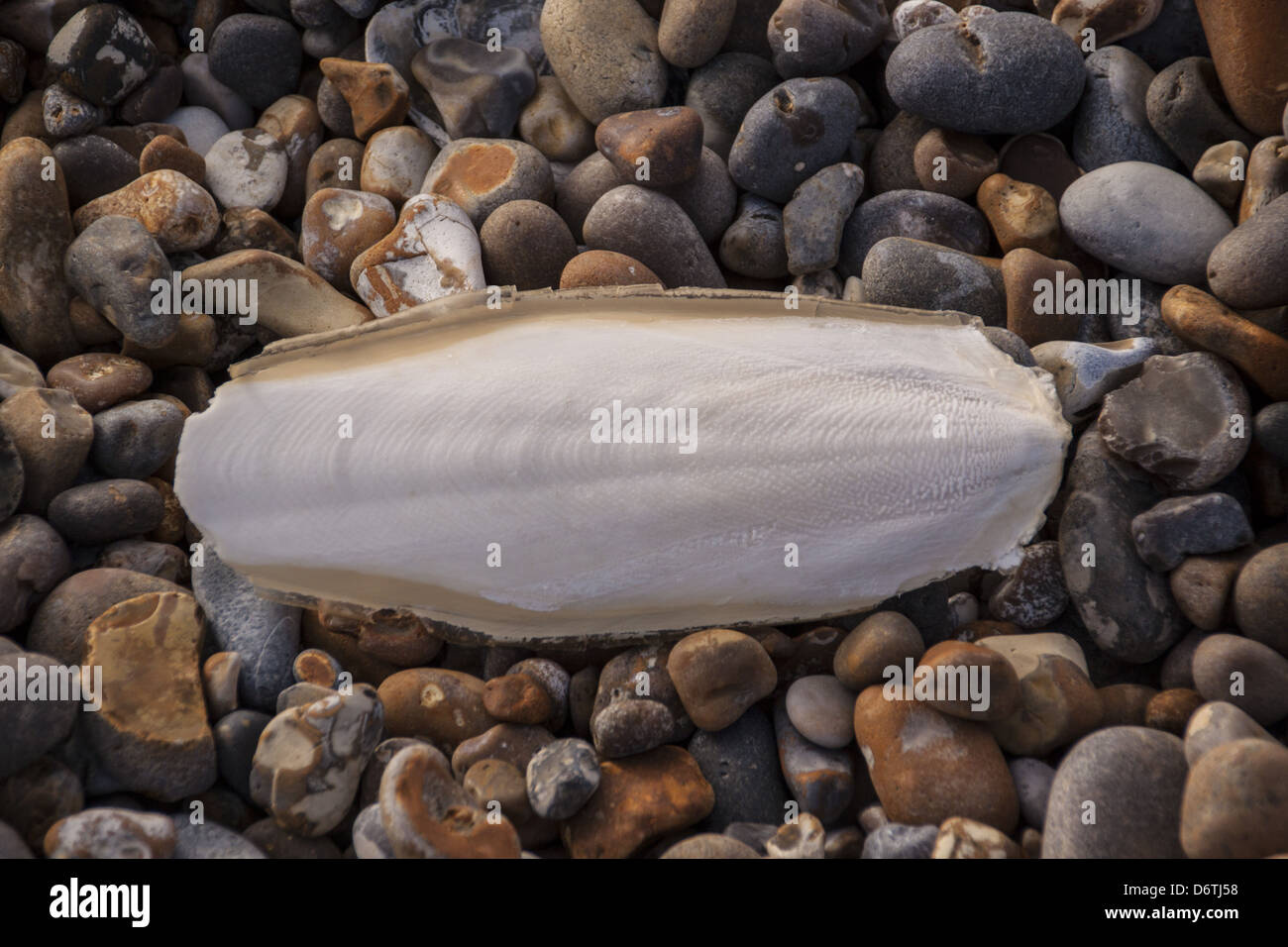 Seppia (Sepia officinalis) l'osso di seppia, lavato fino a una spiaggia di ciottoli, Aldeburgh, Suffolk, Inghilterra, Marzo Foto Stock