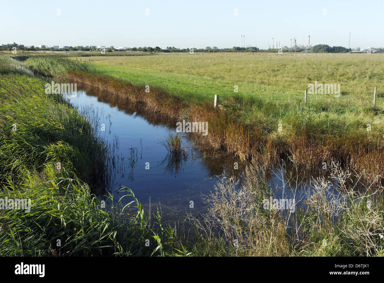Vista diga di acqua dolce pascolo costiere habitat palustri West Canvey Marsh riserva RSPB Canvey Island estuario del Tamigi Essex Inghilterra Foto Stock