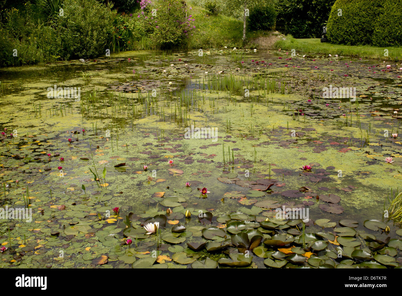 Waterlilies fioritura in grande del laghetto in giardino, lago di ninfea, Bennetts giardini d'acqua, Weymouth Dorset, Inghilterra, Luglio Foto Stock