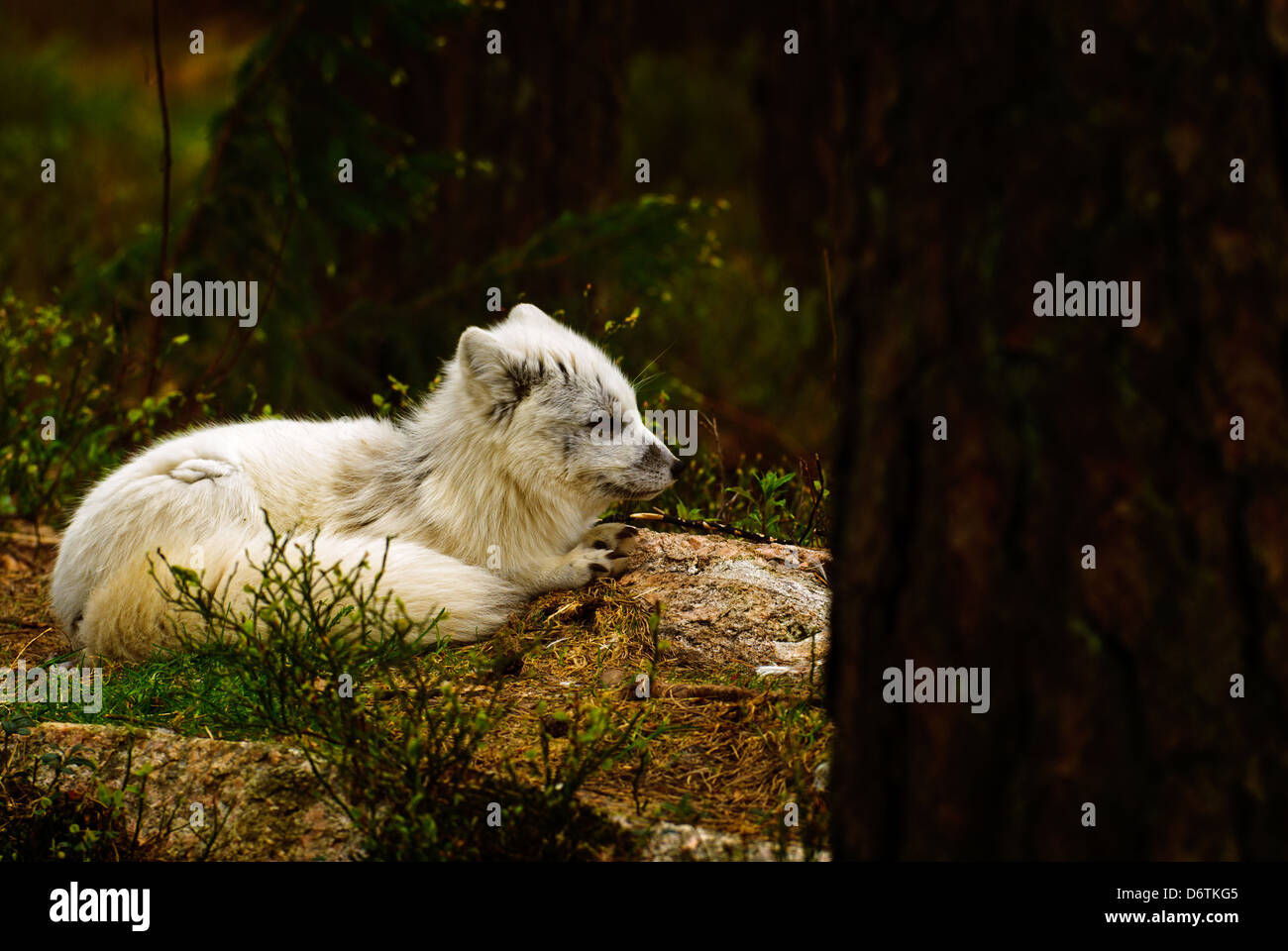 Artic fox a Kristiansand Zoo. Foto Stock