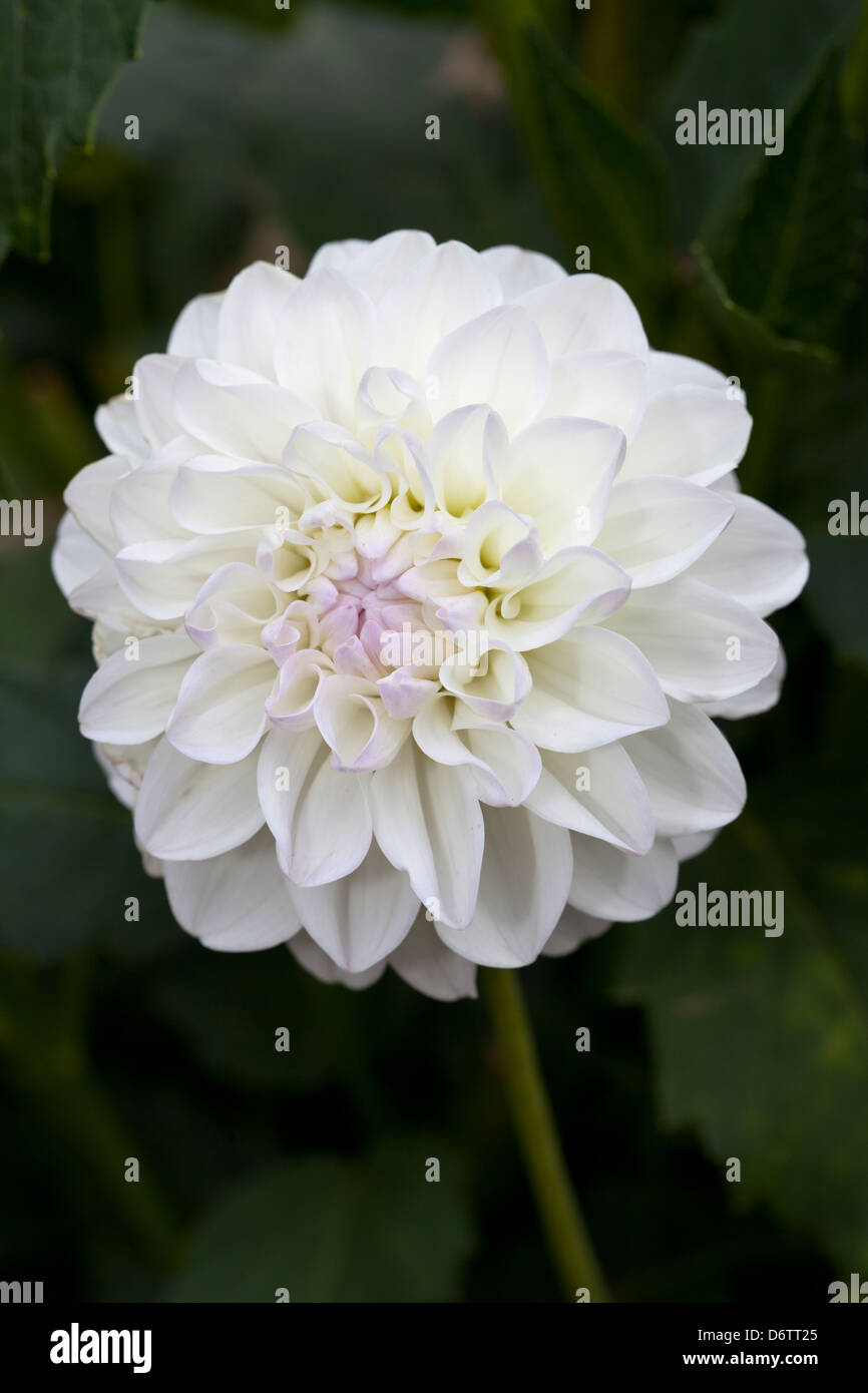 Dahlie 'Evelyne', Pompon-Dahlie, Dahlia hybrida, Asteraceae Foto Stock