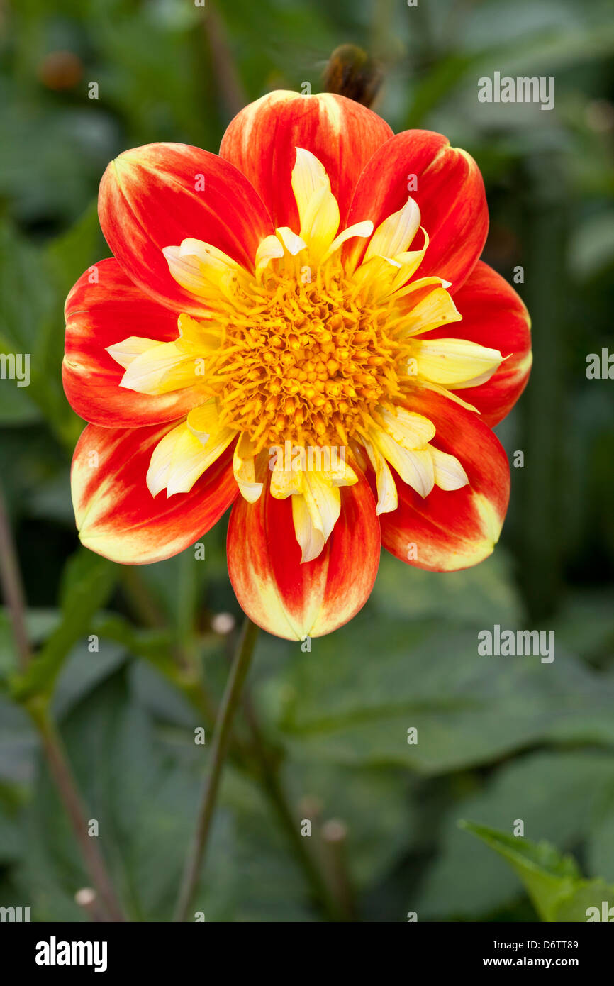 Dahlie "Pooh', Halskrausen-Dahlie, Dahlia hybrida, Asteraceae Foto Stock