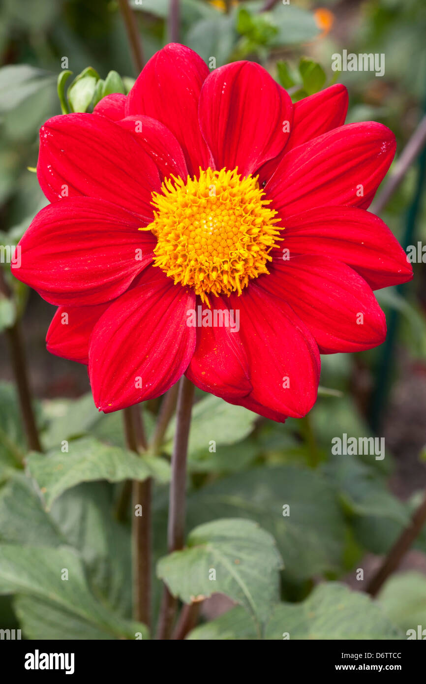 Dahlie 'Firewheel', Halskrausen-Dahlie, Dahlia hybrida, Asteraceae Foto Stock