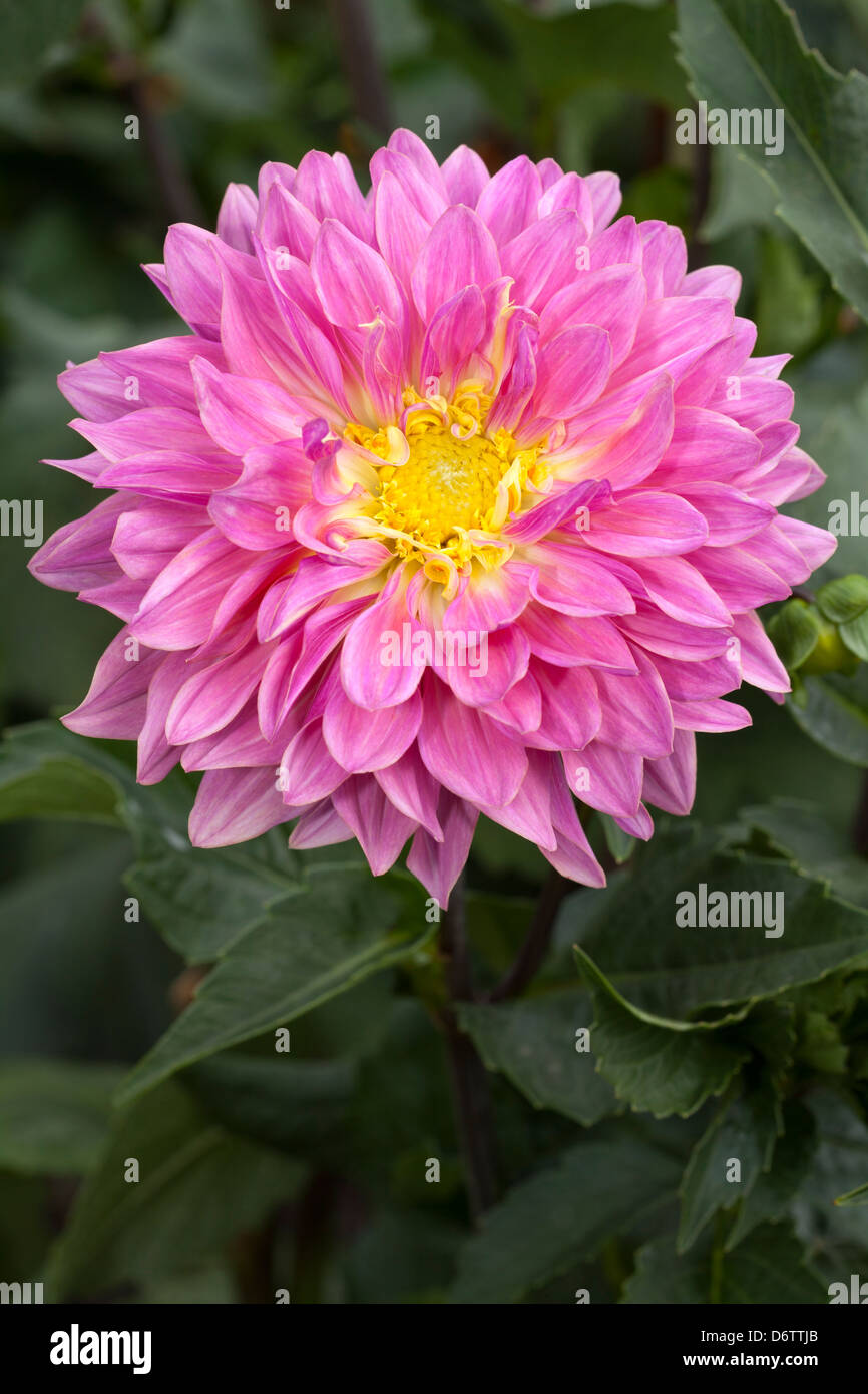 Dahlie, "new age", il Dahlia hybrida, Asteraceae Foto Stock