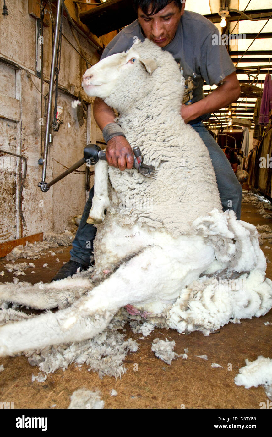Pecore essendo tagliato in un capannone di taglio vicino Emmett, Idaho, Stati Uniti d'America. Foto Stock
