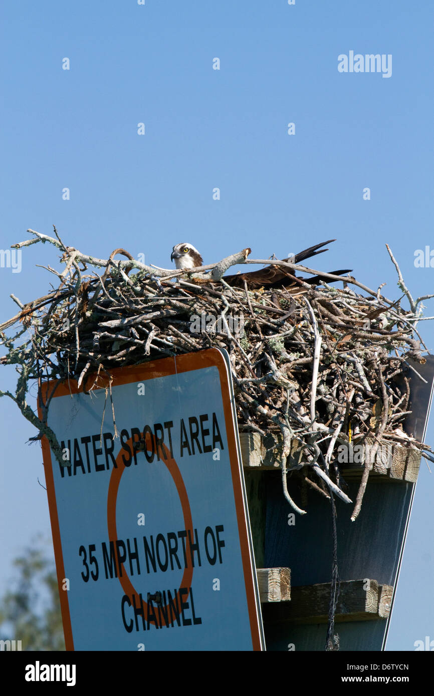 Osprey in un nido costruito sulla sommità di un marine segnale di limite di velocità a Venezia, Florida, Stati Uniti d'America. Foto Stock