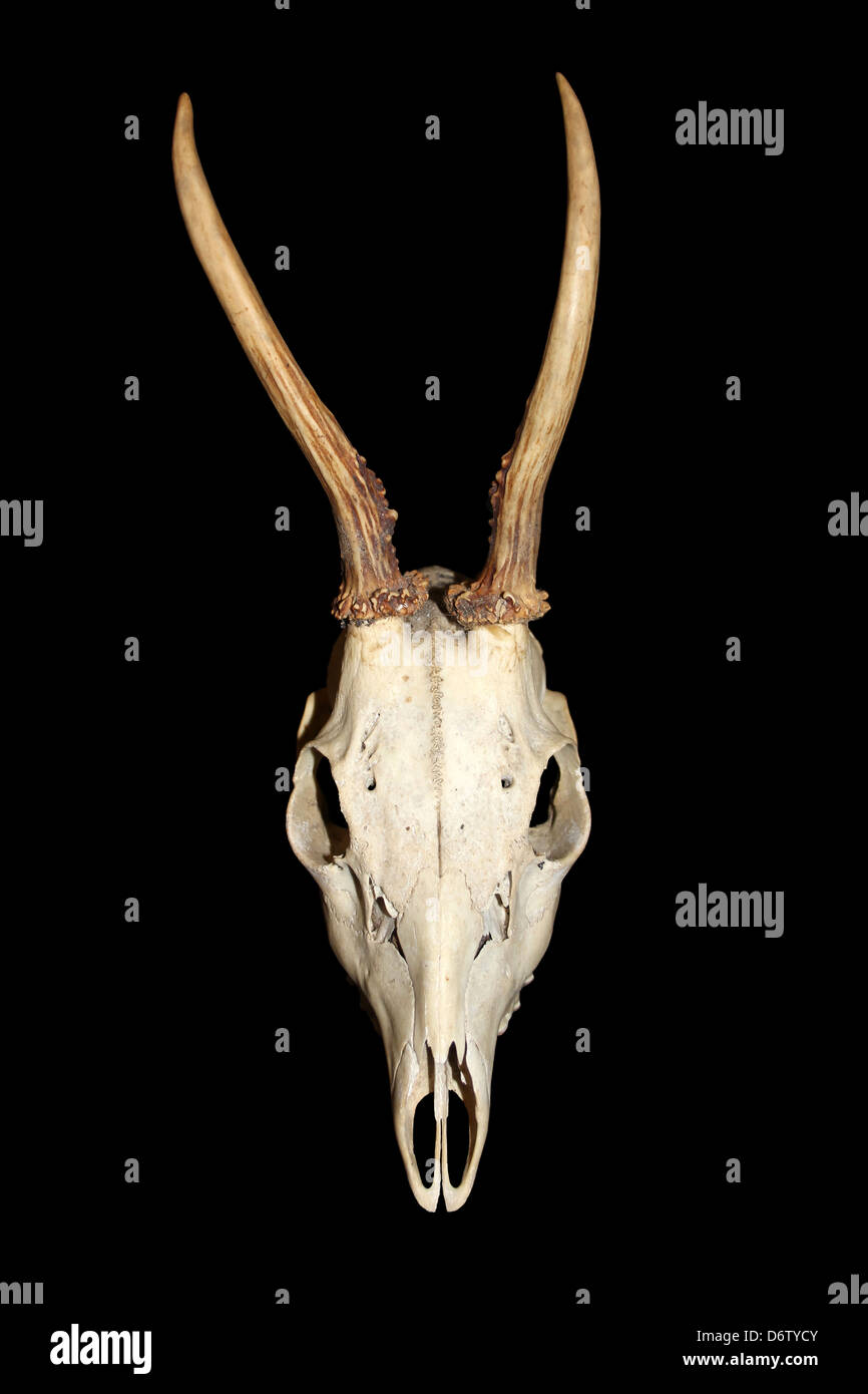Cranio e corna di un due-anno europeo di capriolo Capreolus capreolus Buck Foto Stock