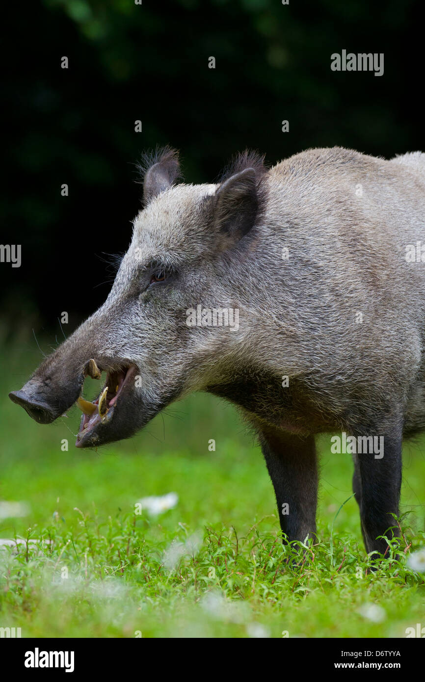 Close up il cinghiale (Sus scrofa) maschio mostra zanne Foto Stock