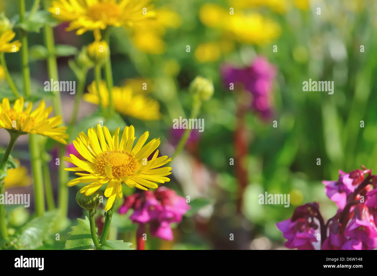 Colorata fioritura di margherite giallo e fiori viola Foto Stock