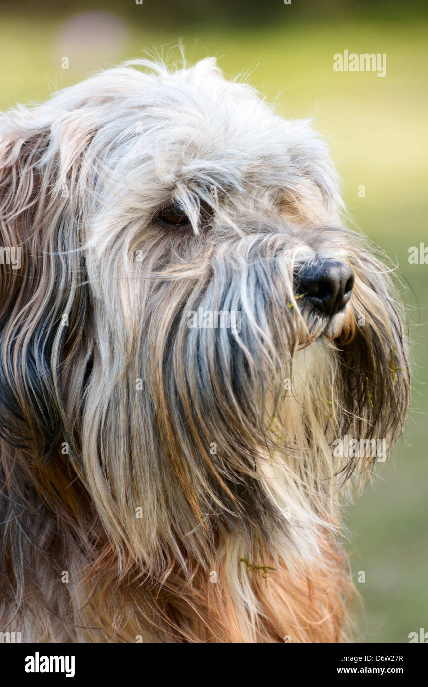 Ritratto di un Tibetan Terrier cane Foto Stock