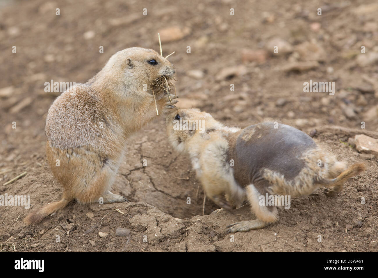 Nero-tailed cane della prateria Cynomys ludovicianus scavando roditori moulting Foto Stock