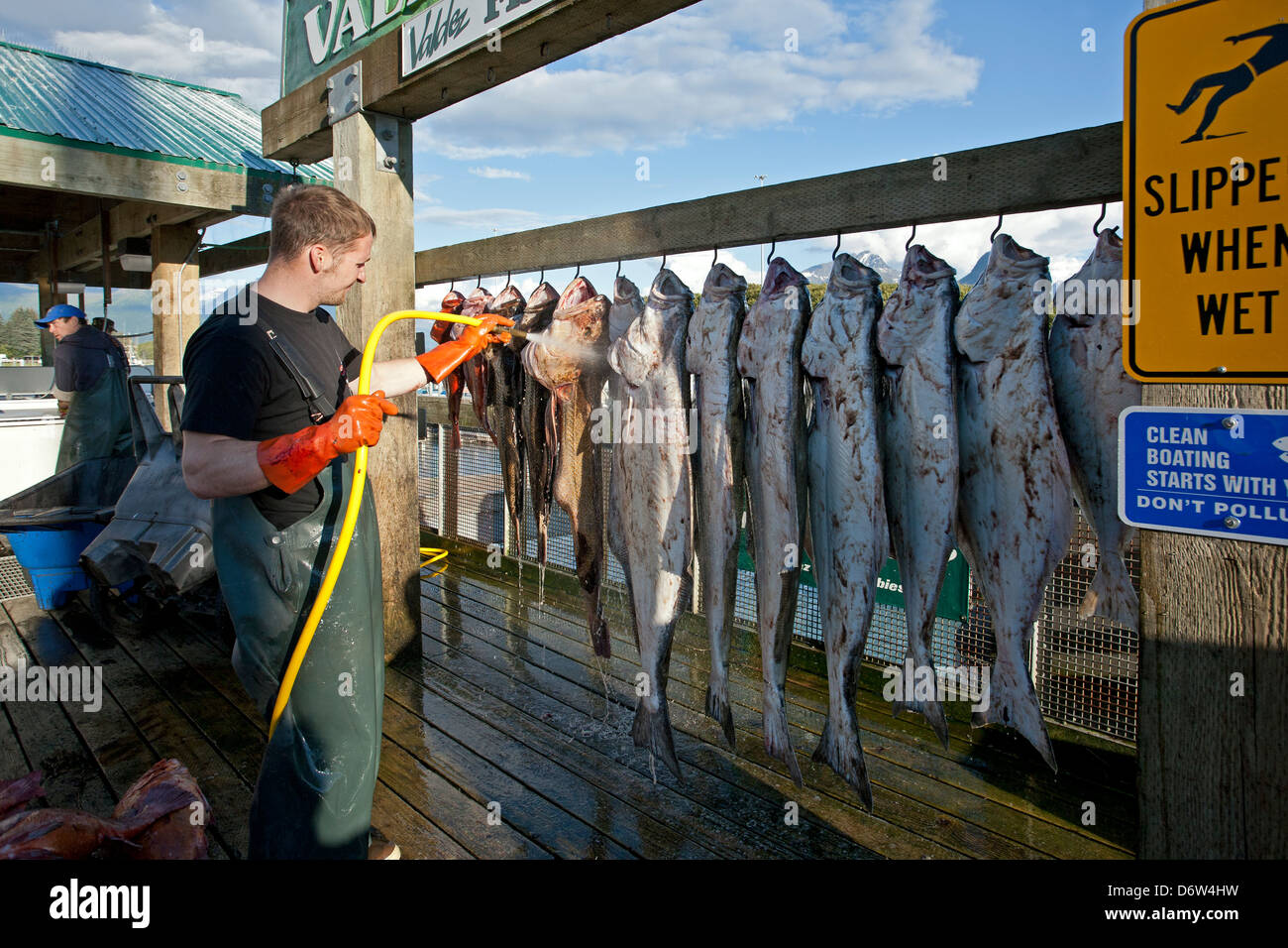 Fisherman pulizia del pesce (halibuts). Valdez. Alaska Foto Stock