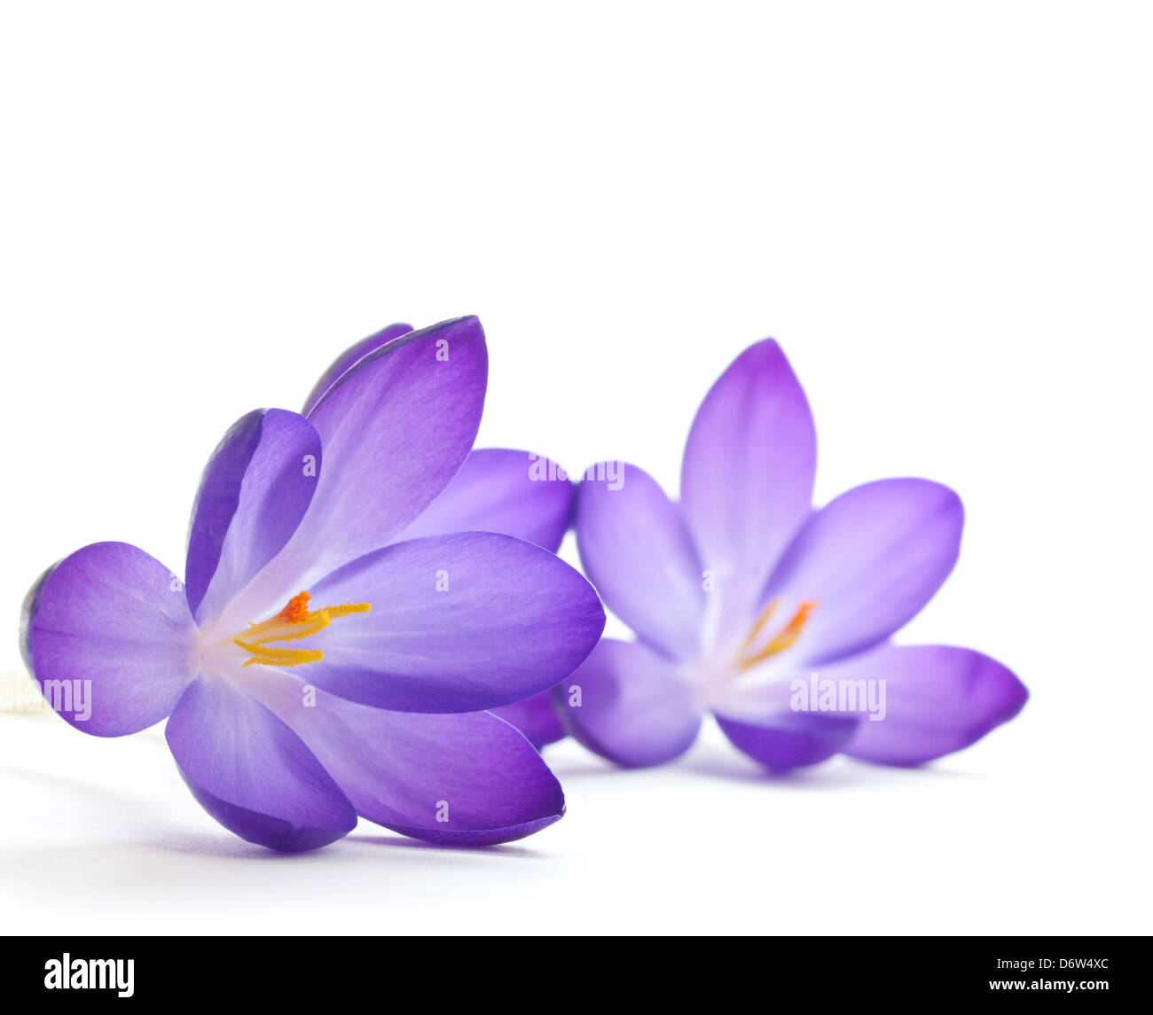 Crocus flower su uno sfondo bianco - macro Foto Stock