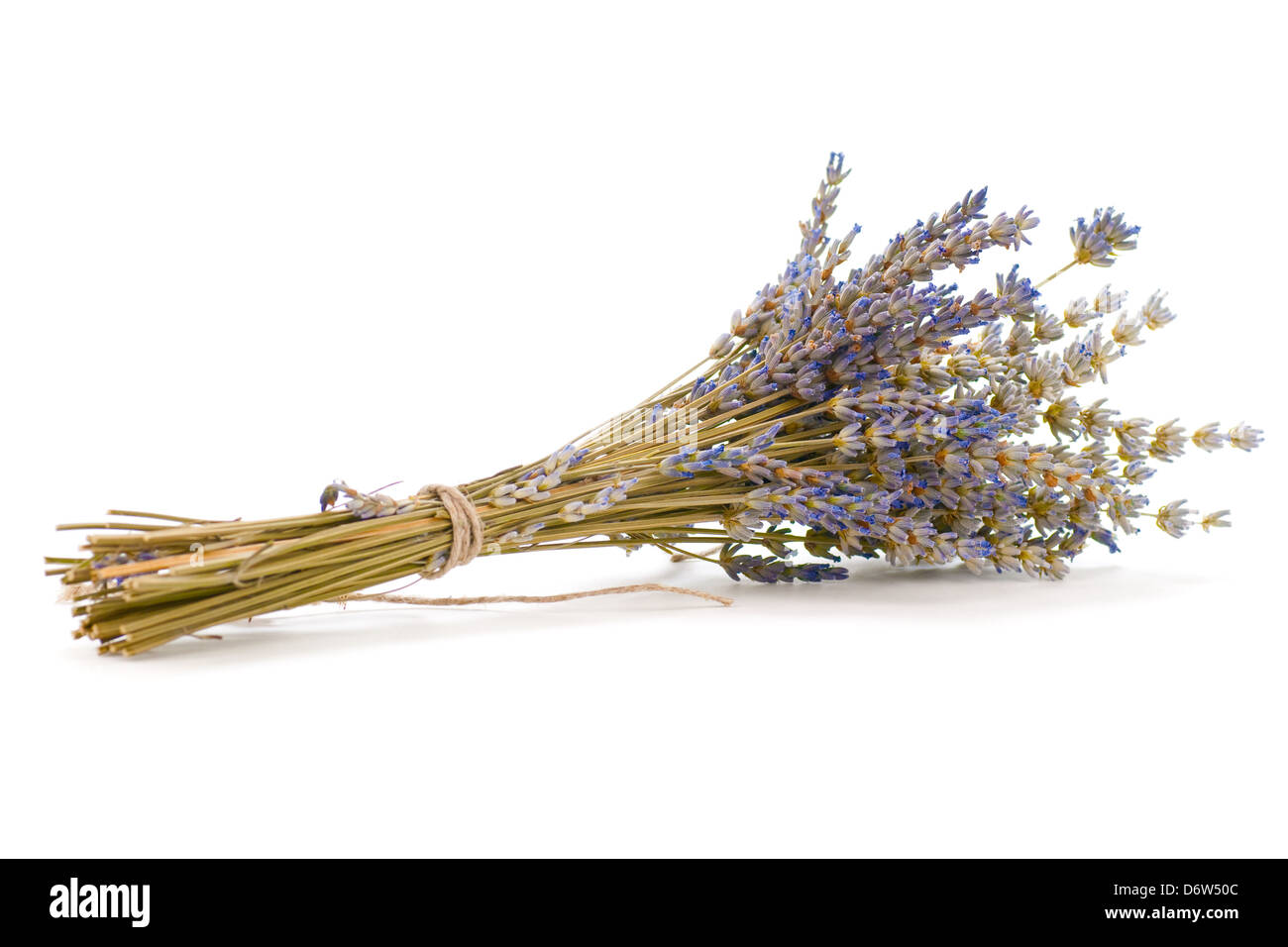 Mazzetto di LAVANDA (Lavandula angustifolia) su uno sfondo bianco Foto Stock