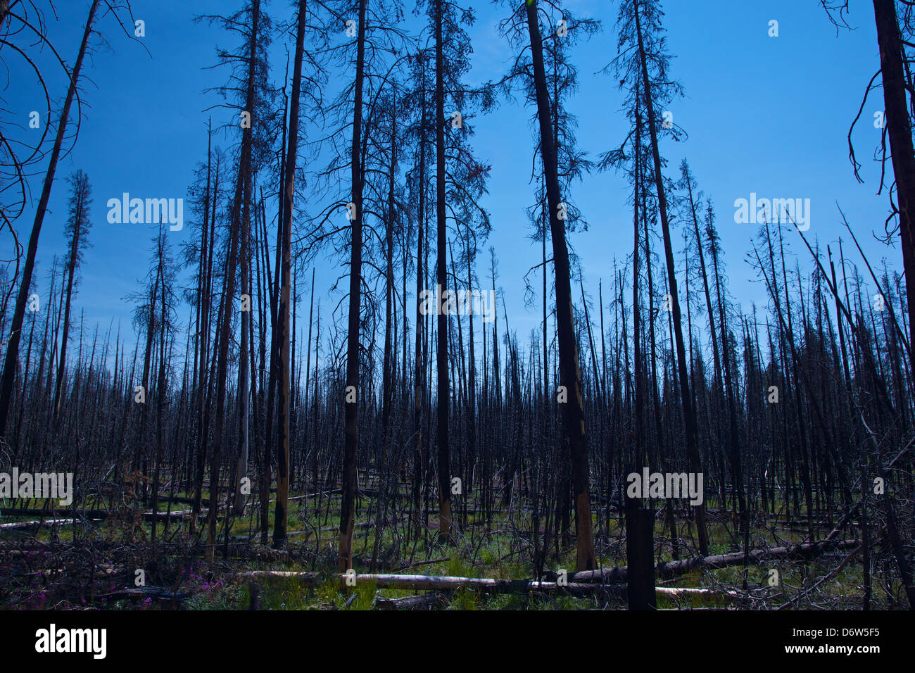 Innumerevoli bruciati tronchi d albero stand annerite nel sole nel parco nazionale di Yellowstone. Foto Stock