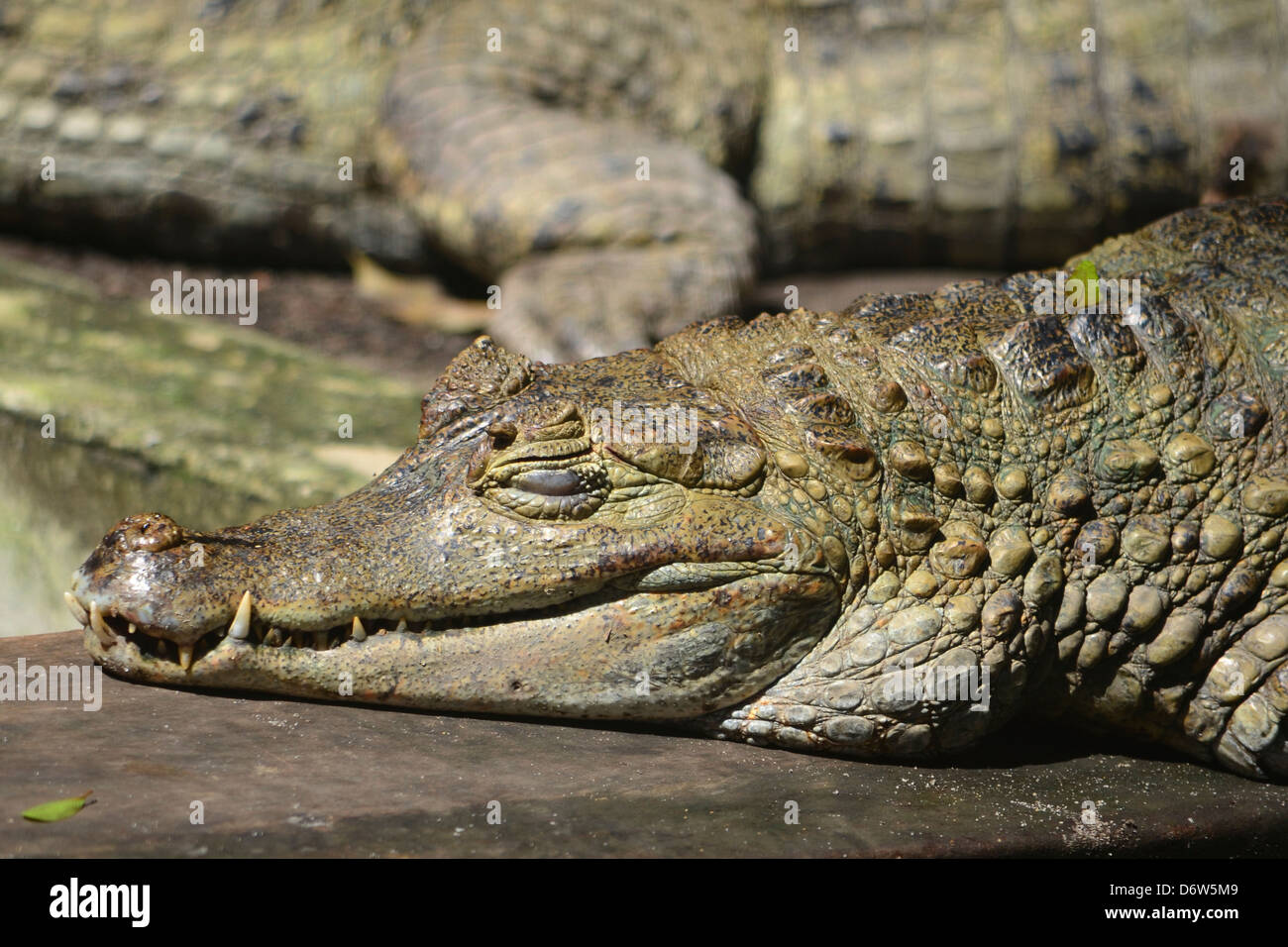 Una Cayman si rilassa nella foresta amazzonica del Perù Foto Stock