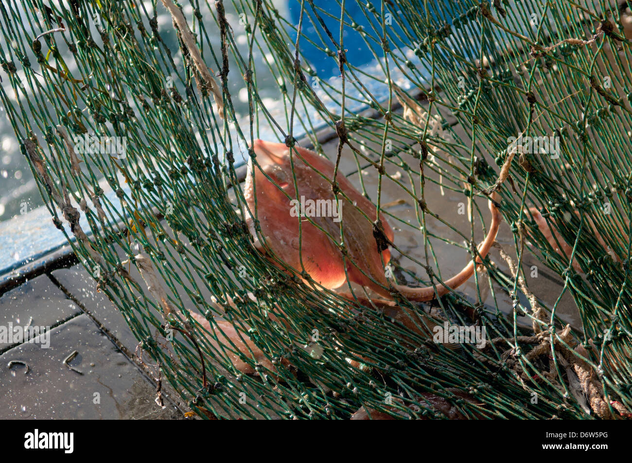Poco Skate (Leucoraja erinacea) catturati nel raggio di indietro dragger net. Stellwagen banche, New England, Stati Uniti Foto Stock