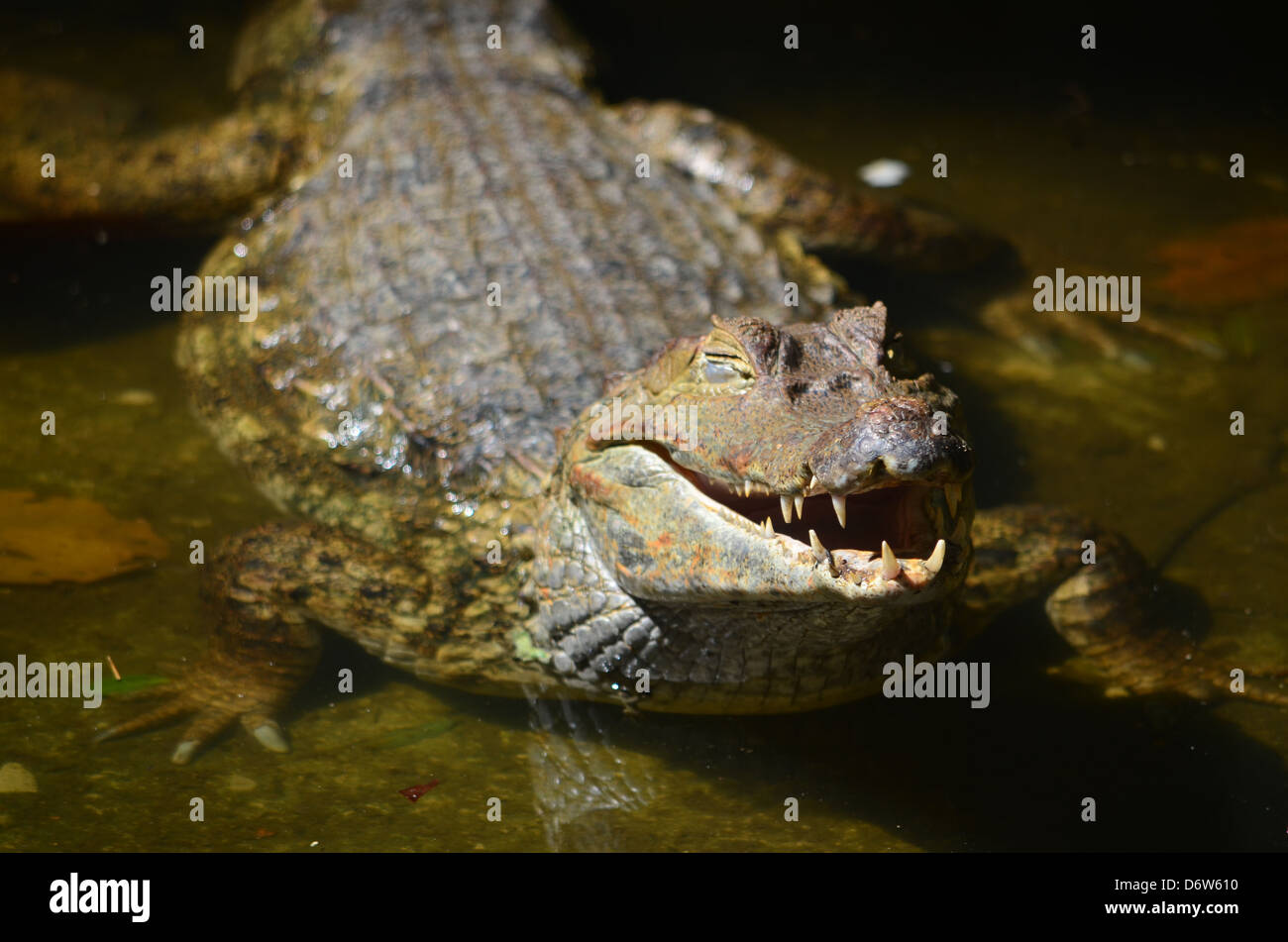 Una Cayman si rilassa nella foresta amazzonica del Perù Foto Stock