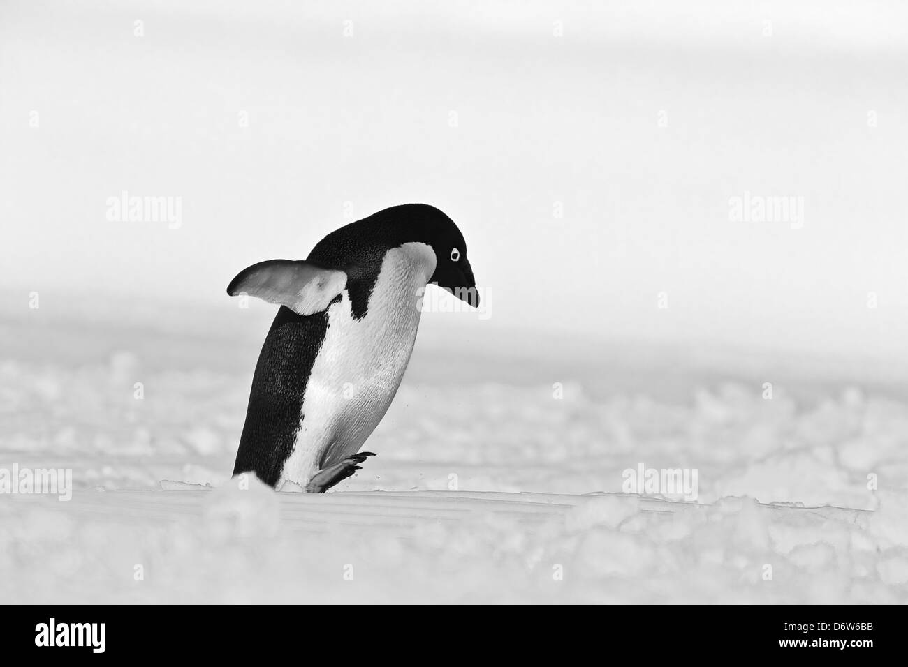 Un simpatico Adelie penguin (Pygoscelis adeliae) si rilassa per un momento su un po' di neve e ghiaccio Foto Stock