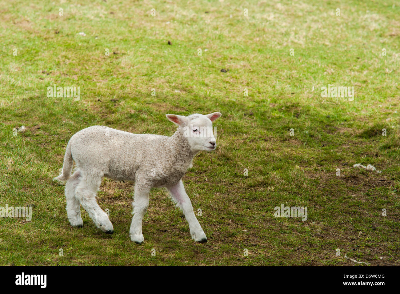 Un solo agnello esplora un campo in primavera Foto Stock