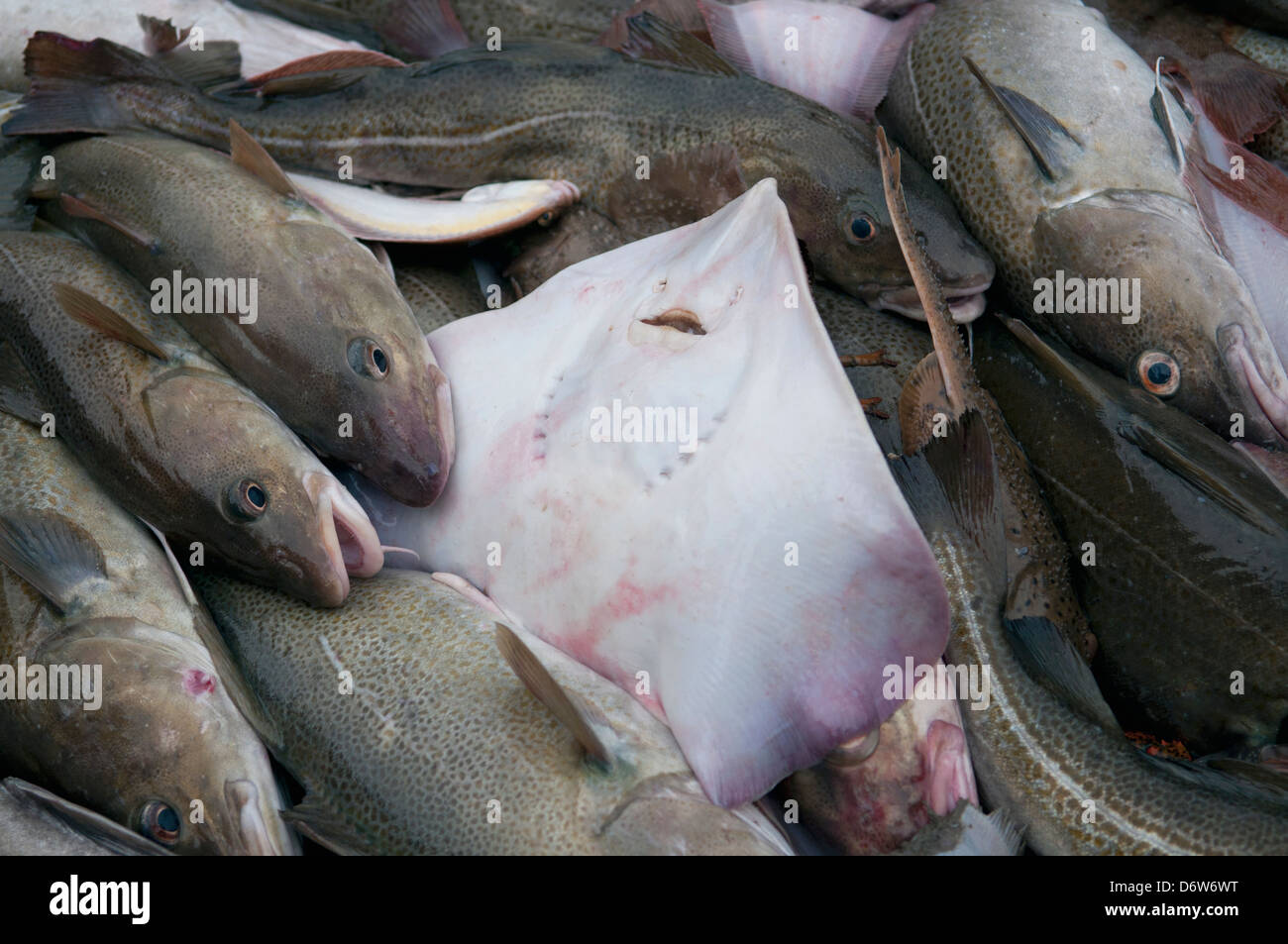 Poco Skate (Leucoraja erinacea) e Atlantico pesce Merluzzo bianco (Gadus morhua) sul ponte della pesca dragger. Stellwagen banche, New England Foto Stock