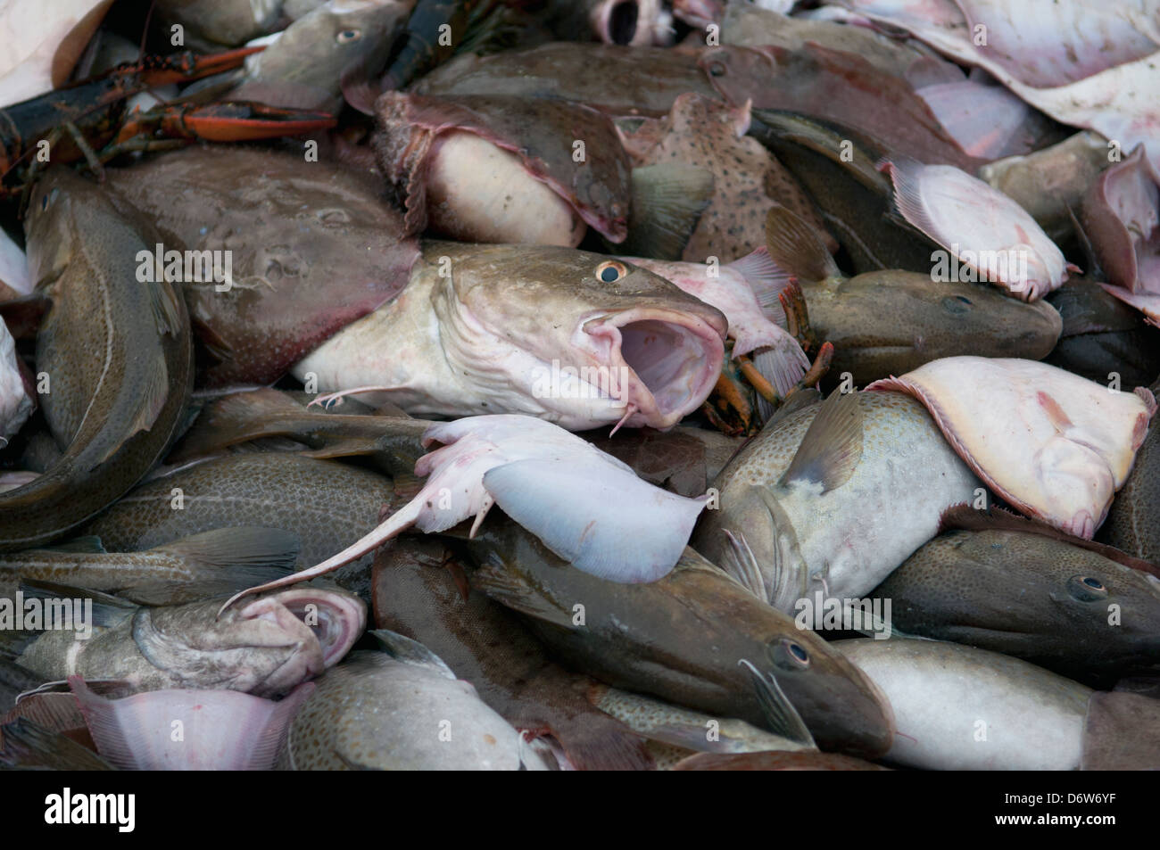 Limanda (Limanda ferruginea), Atlantico pesce Merluzzo bianco (Gadus morhua) e un po' di Skate (Leucoraja erinacea) sul ponte Foto Stock