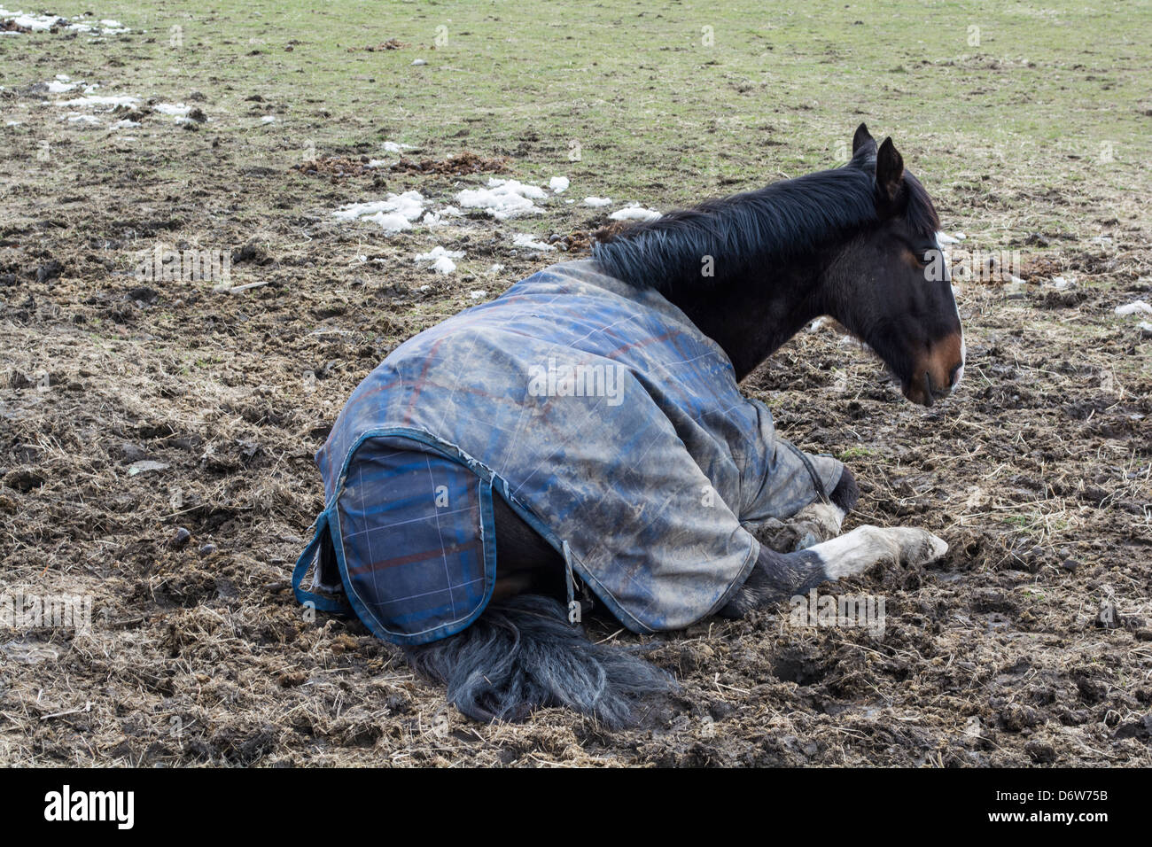 Il suo inverno e il suo freddo e questo cavallo non sembra soddisfatta su di esso. Foto Stock Il suo inverno e il suo freddo e questo cavallo non sembra soddisfatta su di esso. Foto Stock